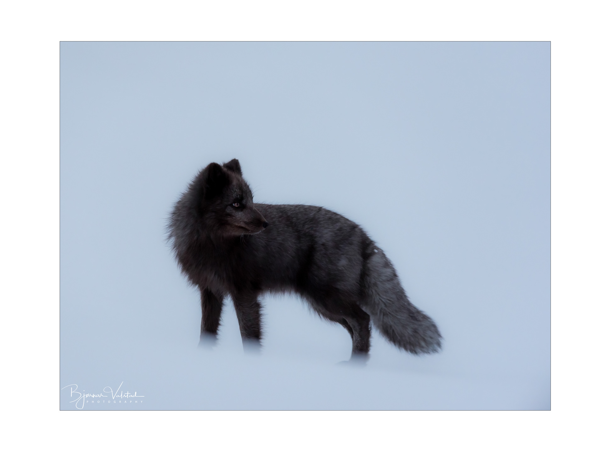 Arctic fox (Vulpes lagopus)