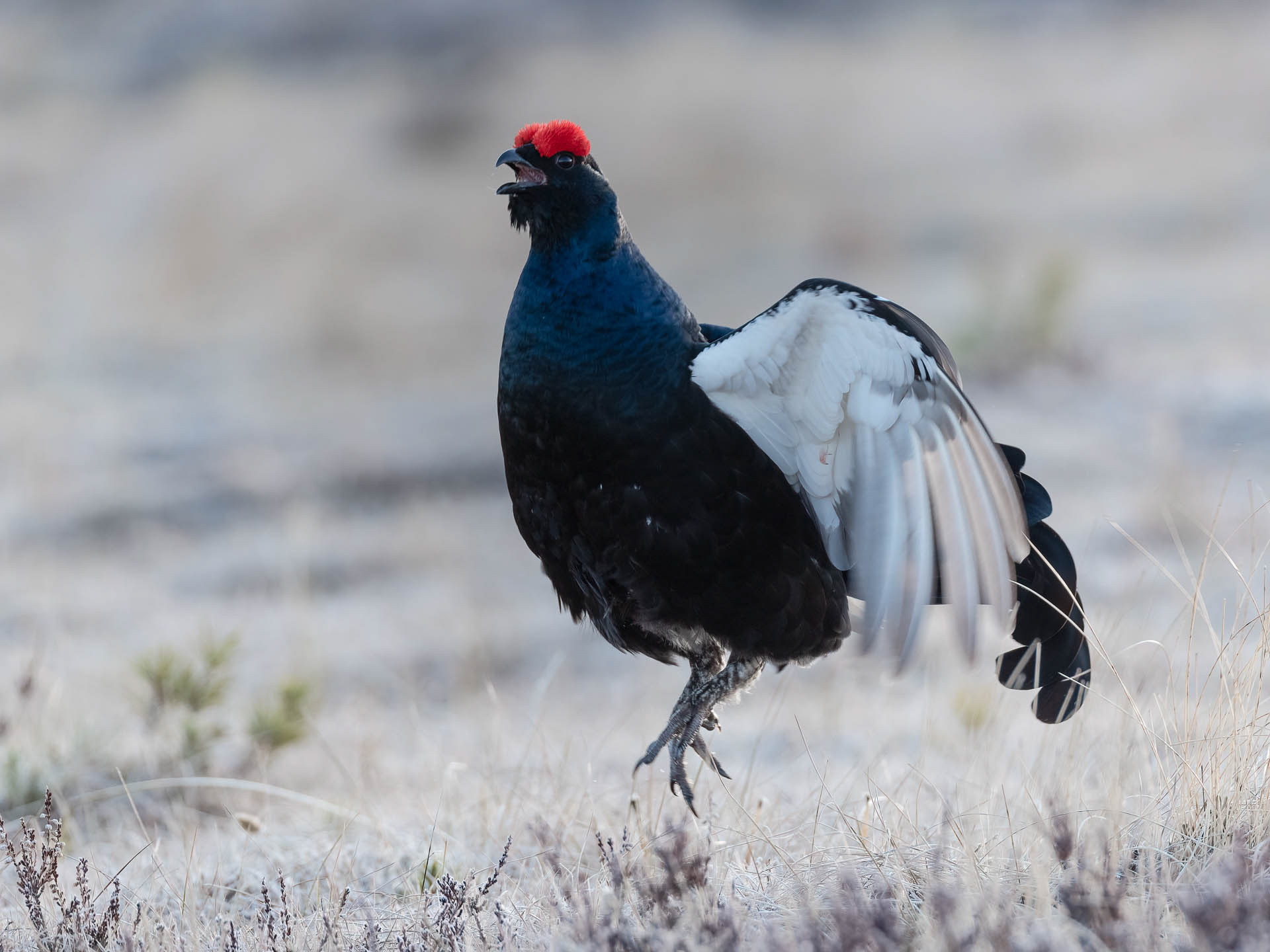 Black grouse, male (Lyrurus tetrix) - Østlandet, Norway