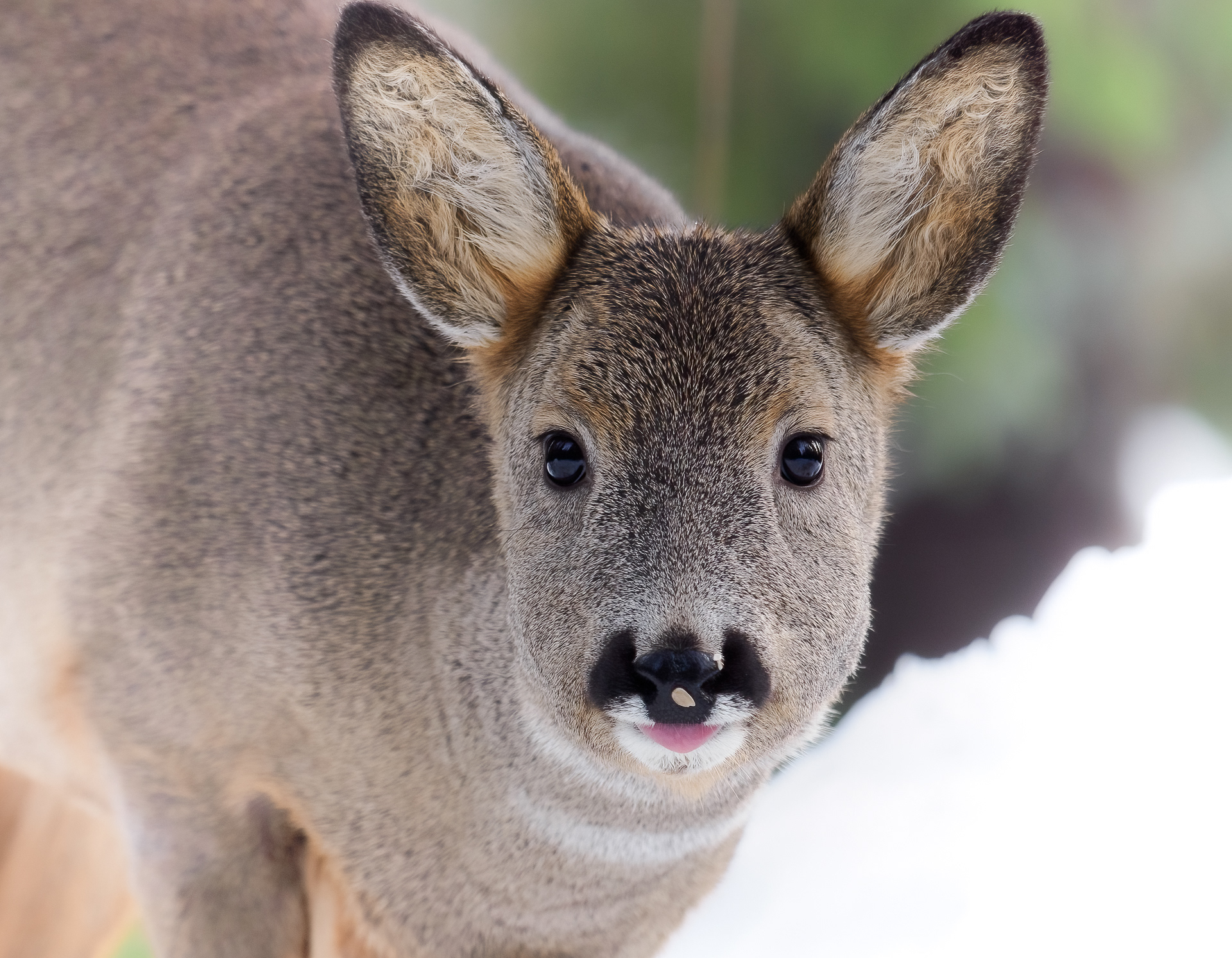 Roe deer (Capreolus capreolus)