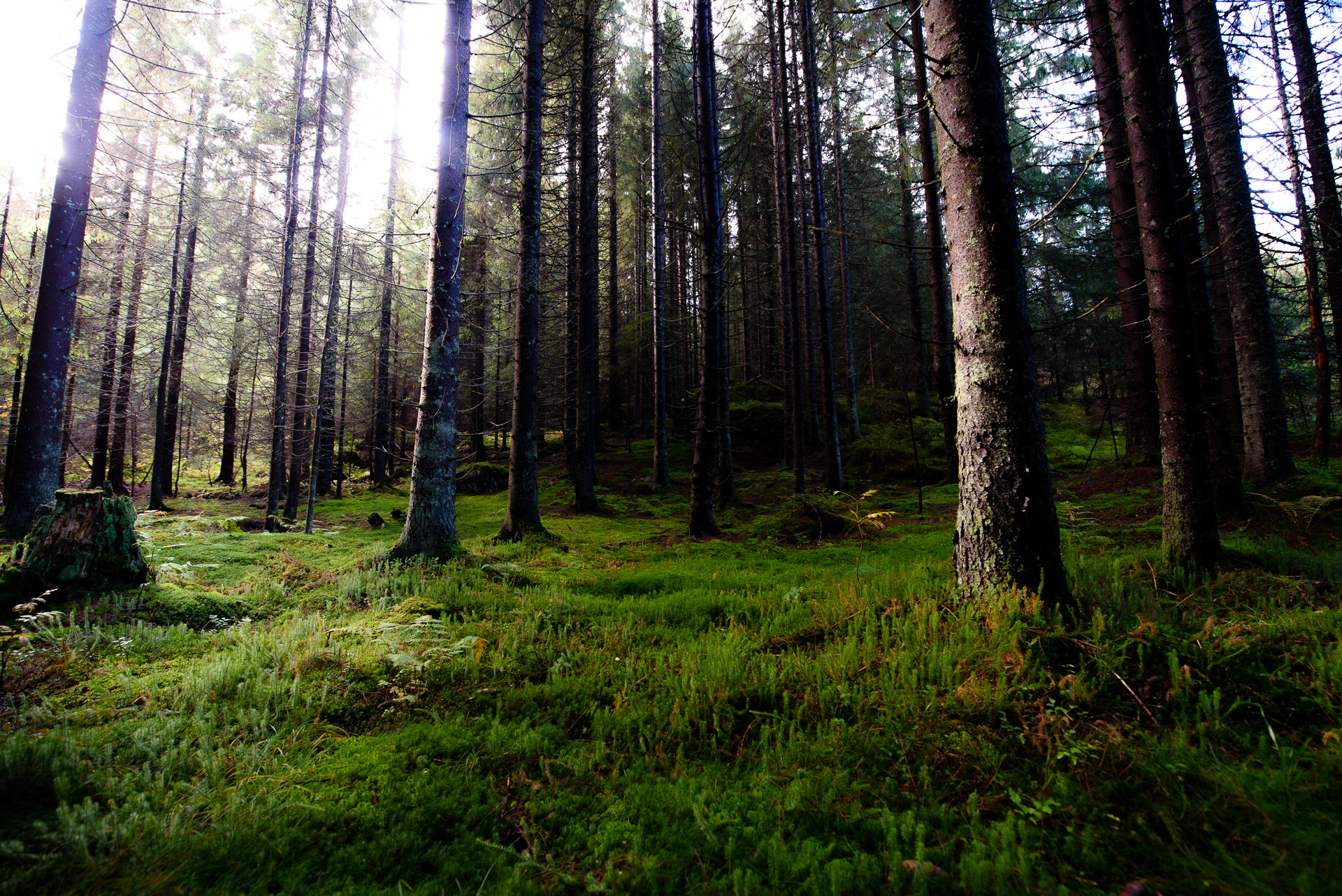 Forest - Nordmarka, Norway