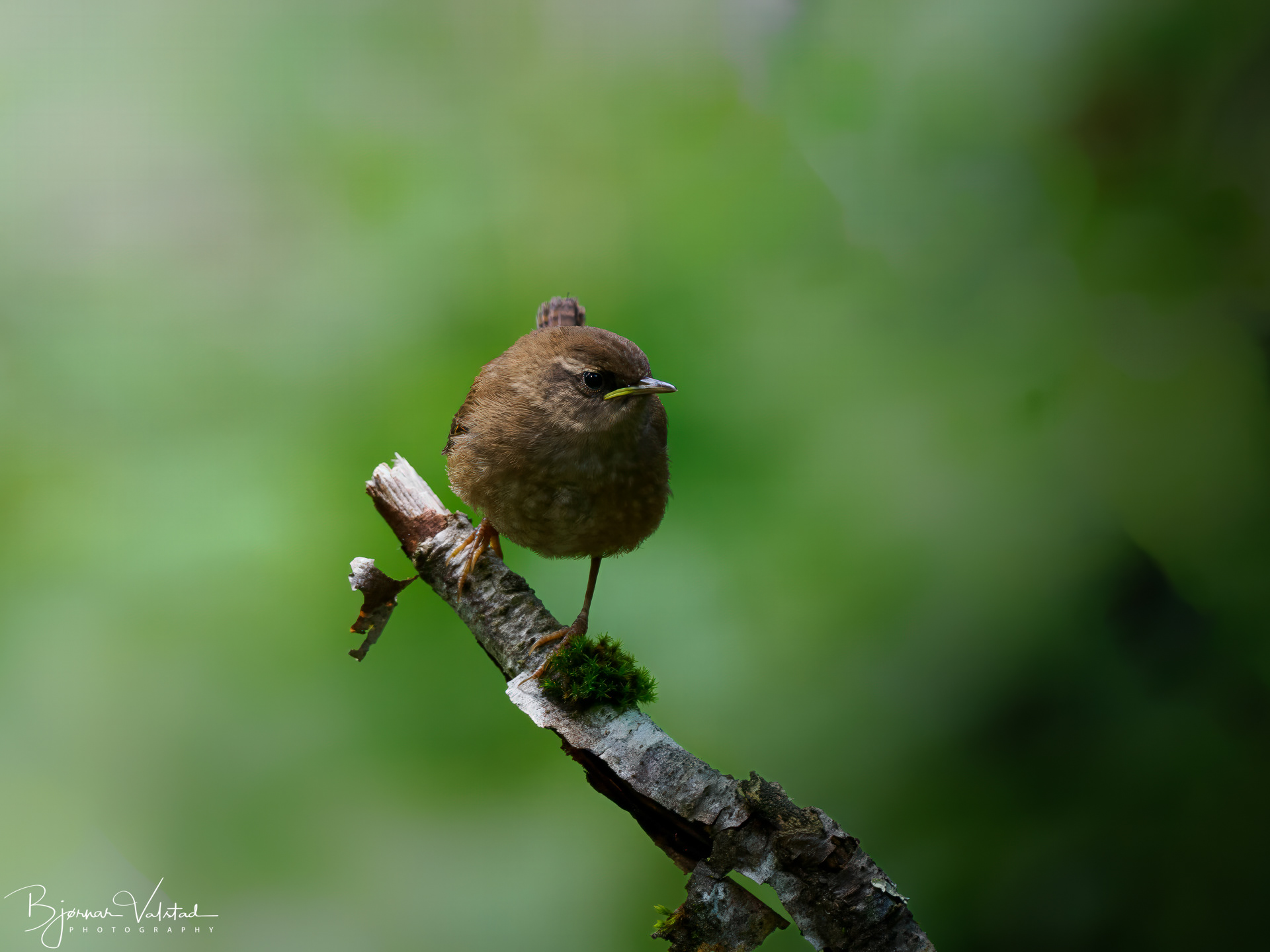 The Eurasian wren (Troglodytes troglodytes)