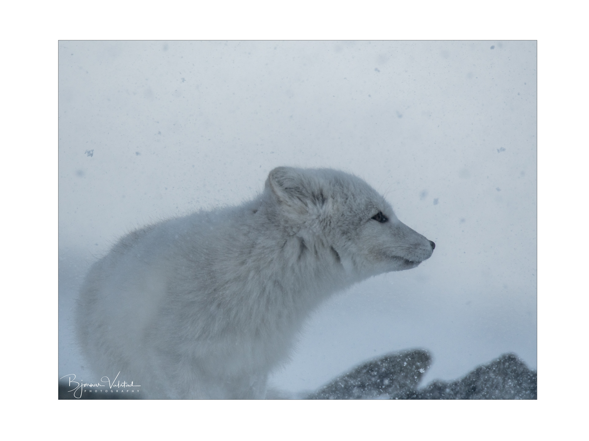 Arctic fox (Vulpes lagopus)