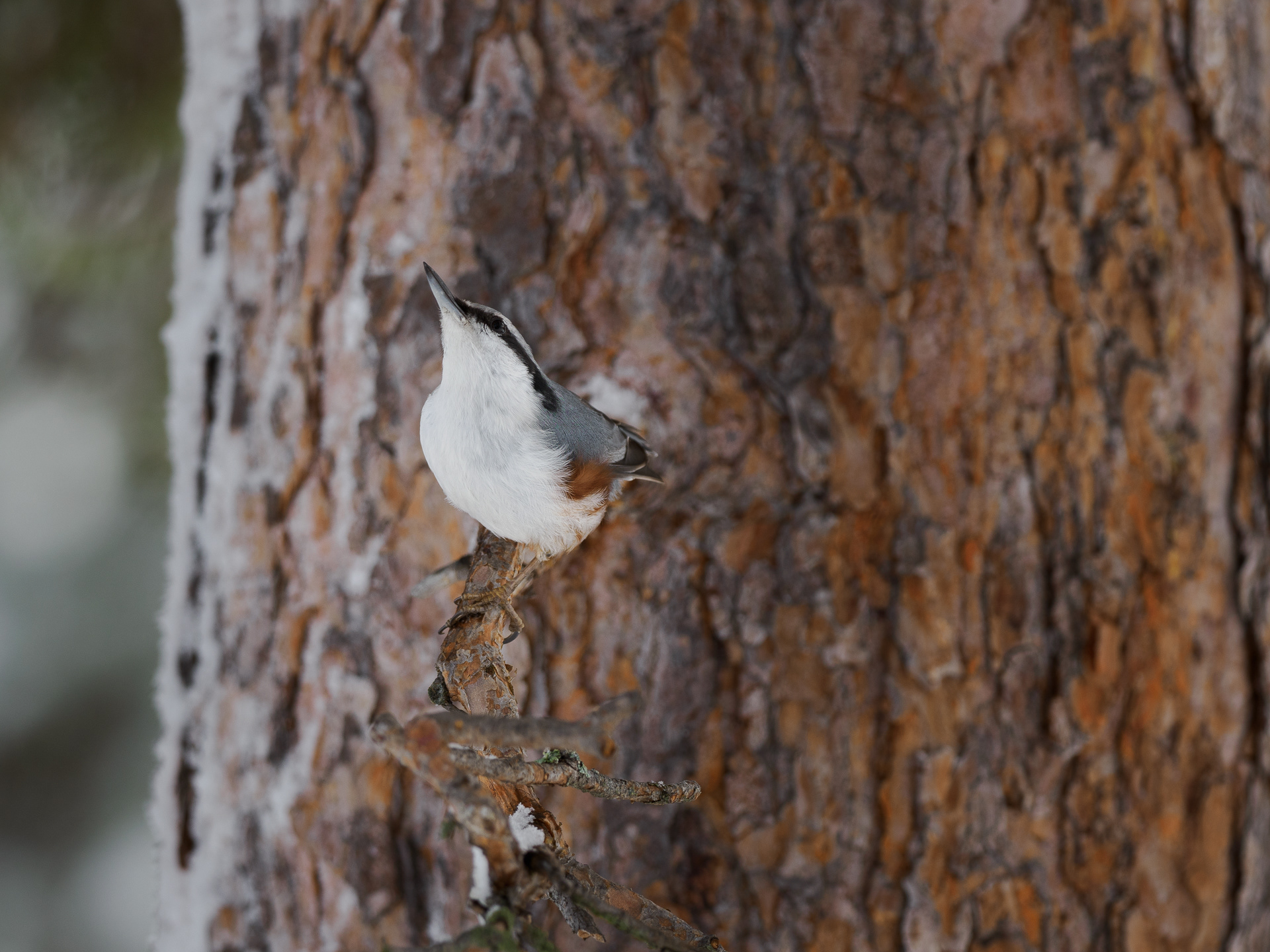 Wood nuthatch (Sitta europaea)