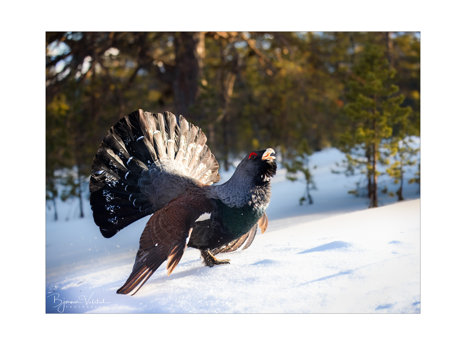 Western capercaillie (Tetrao urogallus) - Norway