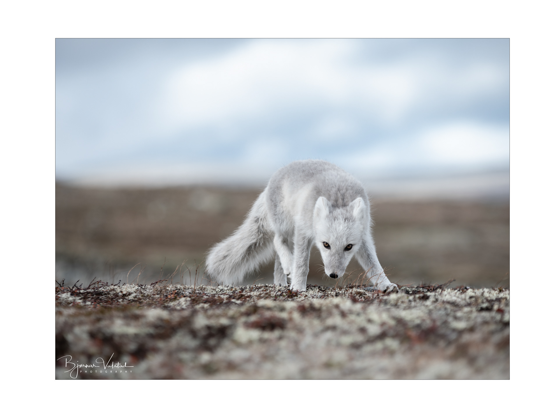 Arctic fox (Vulpes lagopus)