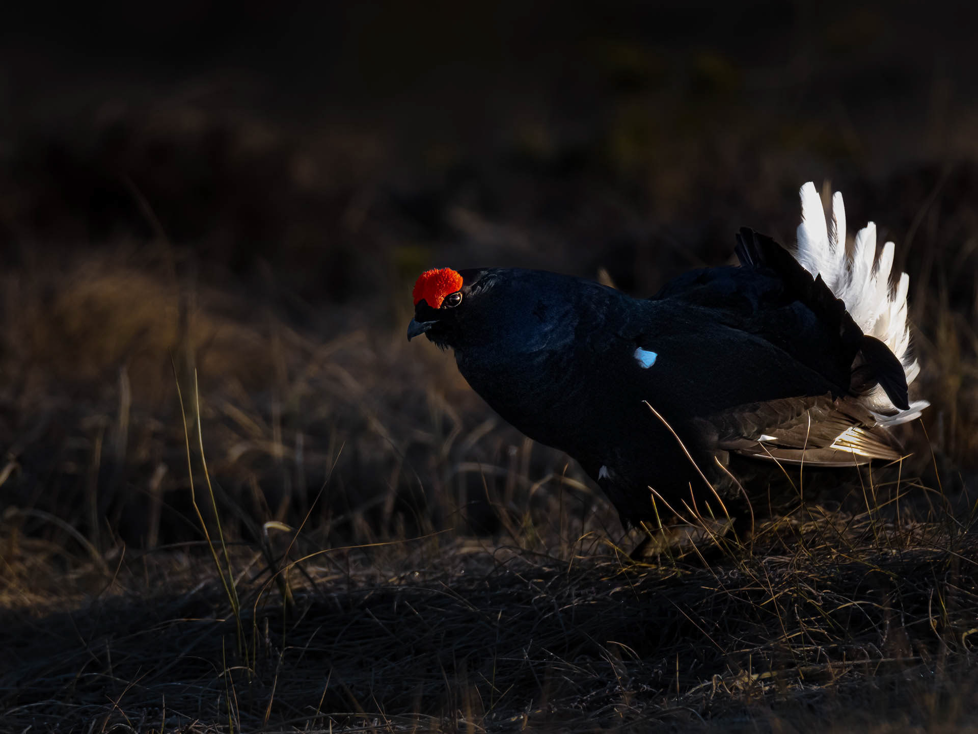Black grouse, male (Lyrurus tetrix) - Østlandet, Norway