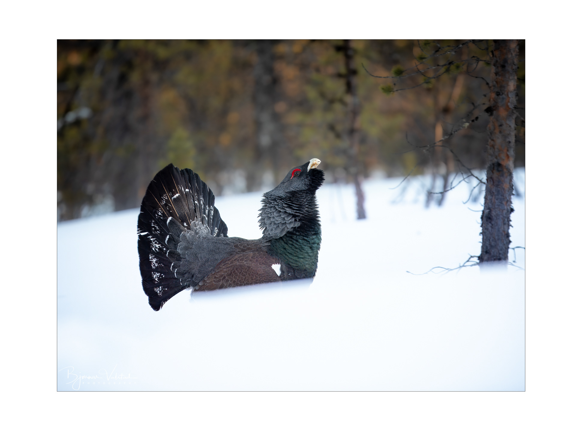 Western capercaillie (Tetrao urogallus) - Norway