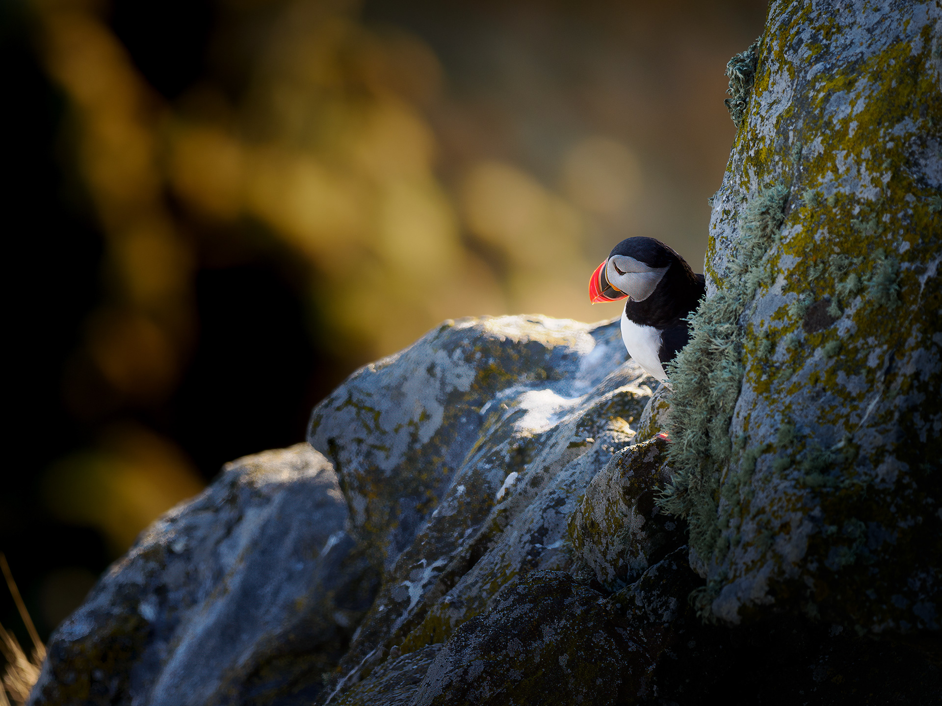 Atlantic puffin (Fratercula arctica)