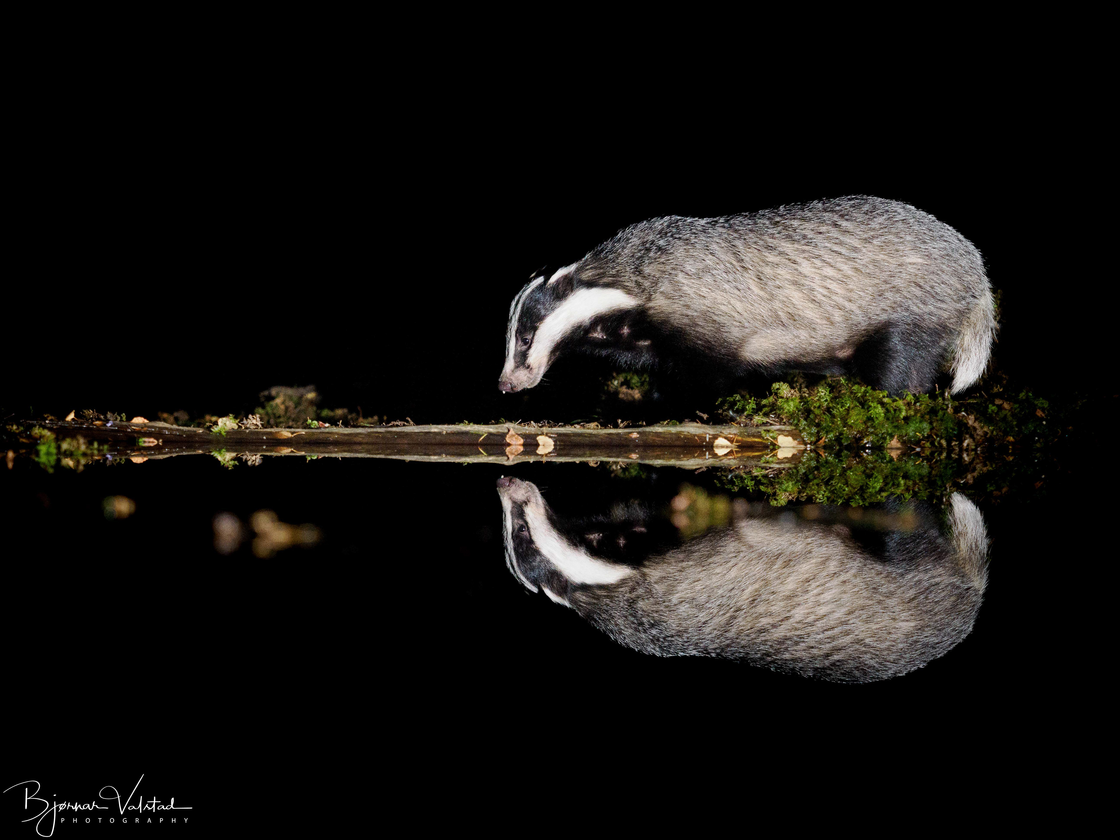 The European badger (Meles meles)