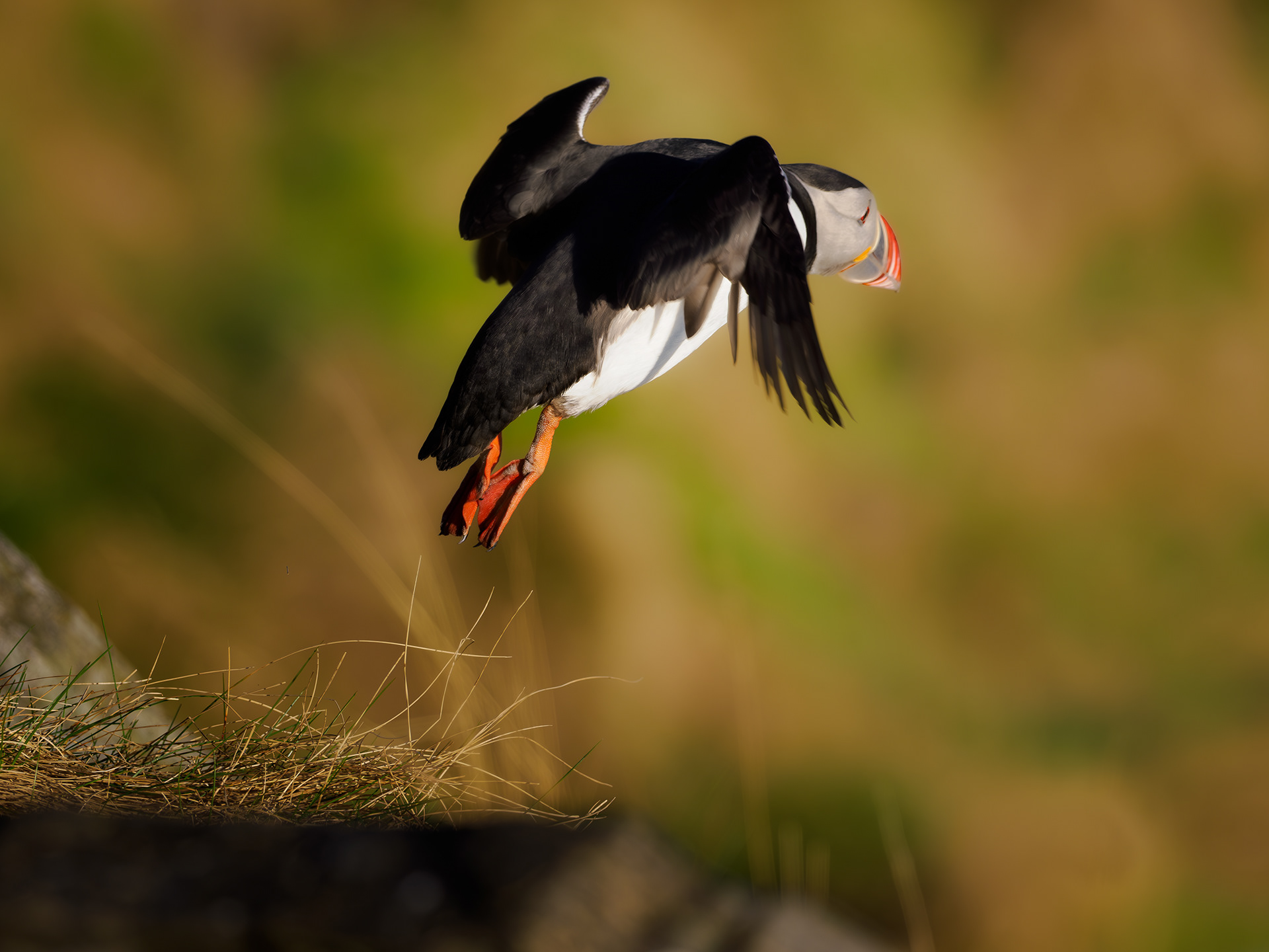 Atlantic puffin (Fratercula arctica)