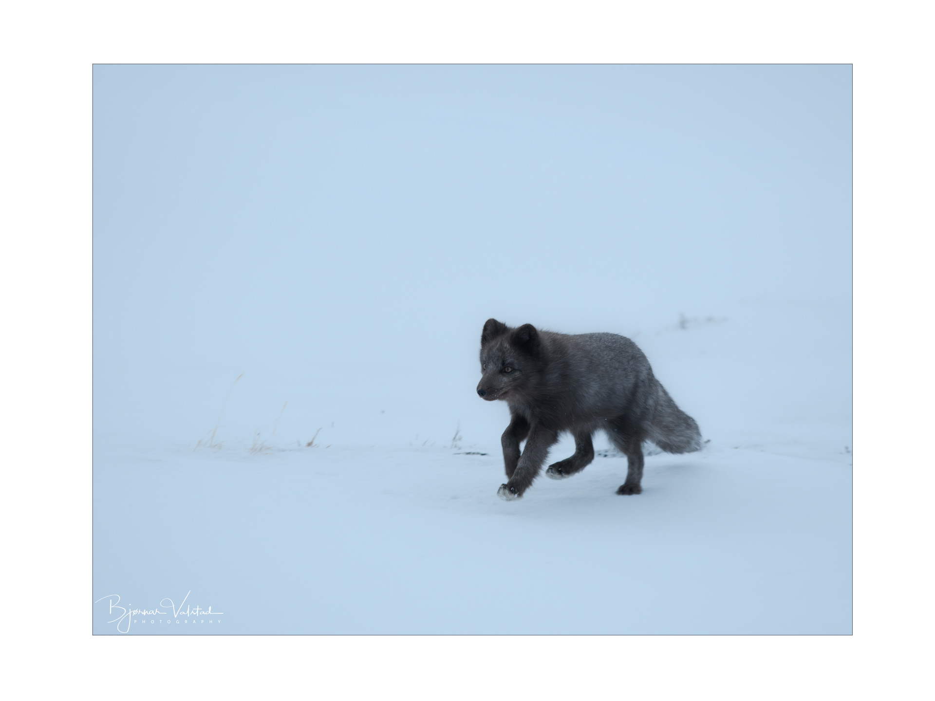 Arctic fox (Vulpes lagopus)