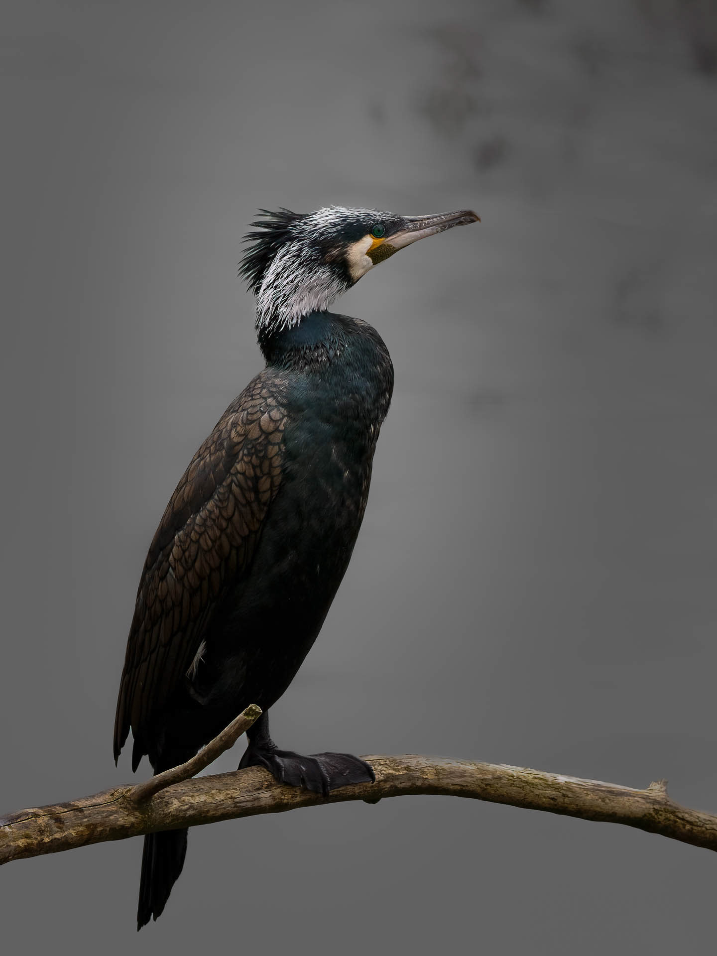 The great cormorant (Phalacrocorax carbo)