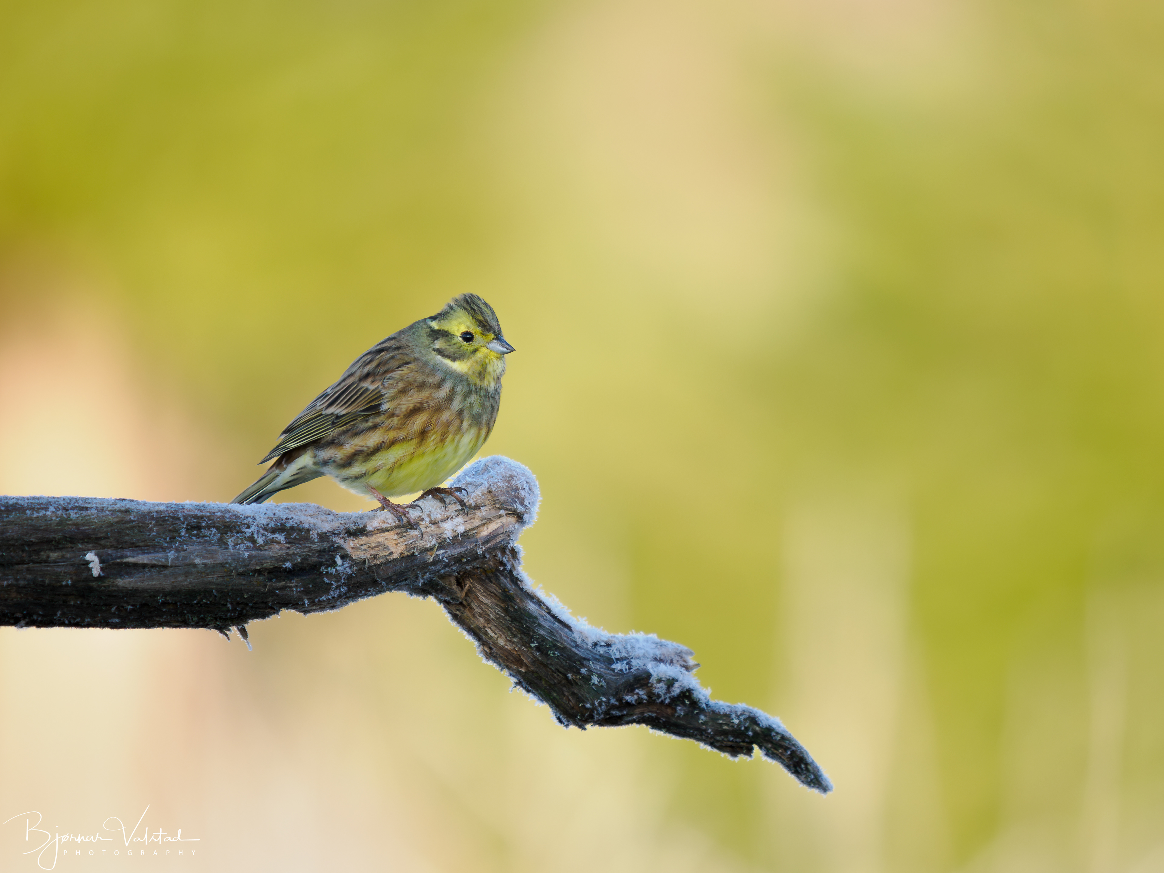 The yellowhammer (Emberiza citrinella)