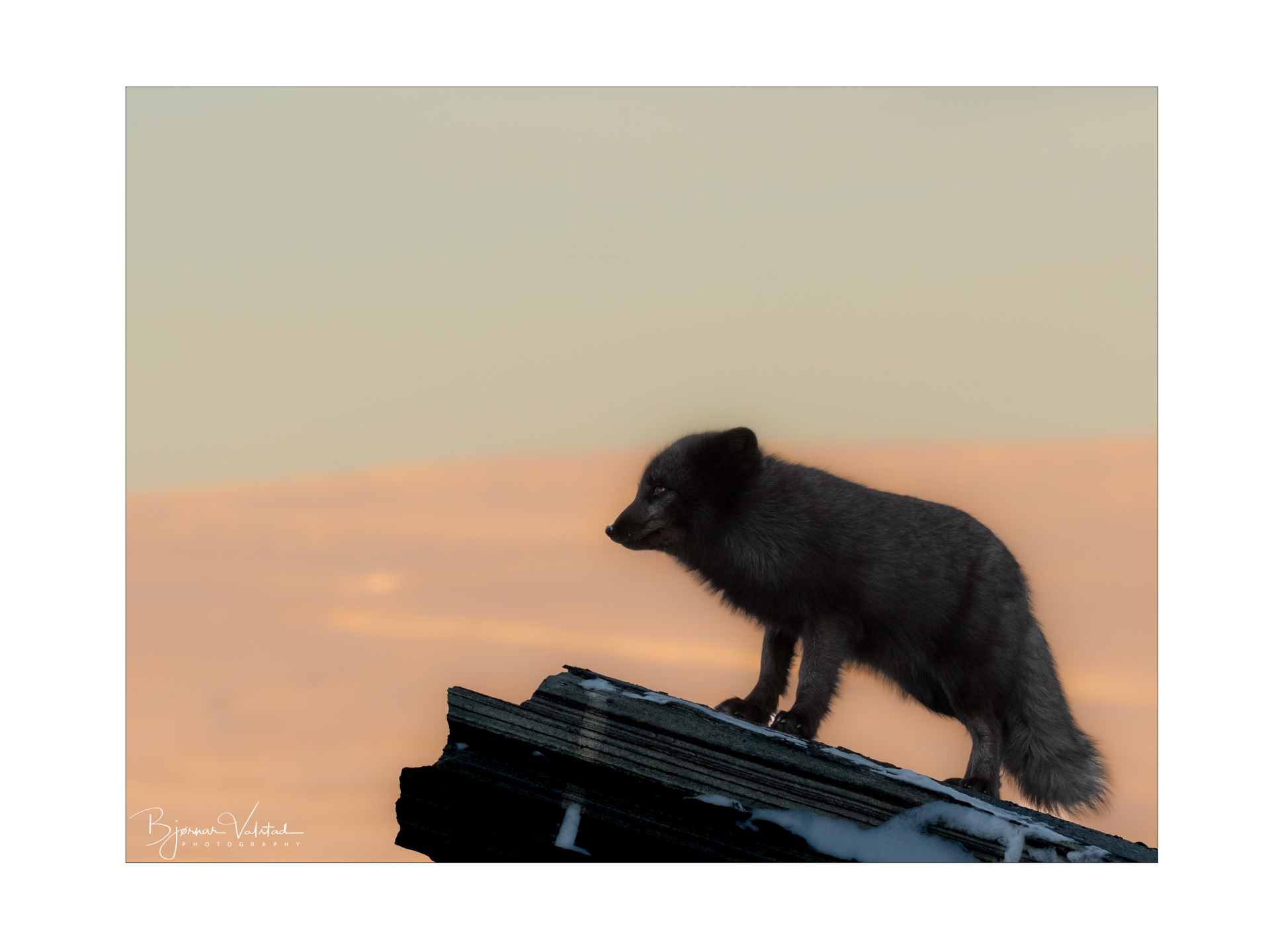 Arctic fox (Vulpes lagopus)