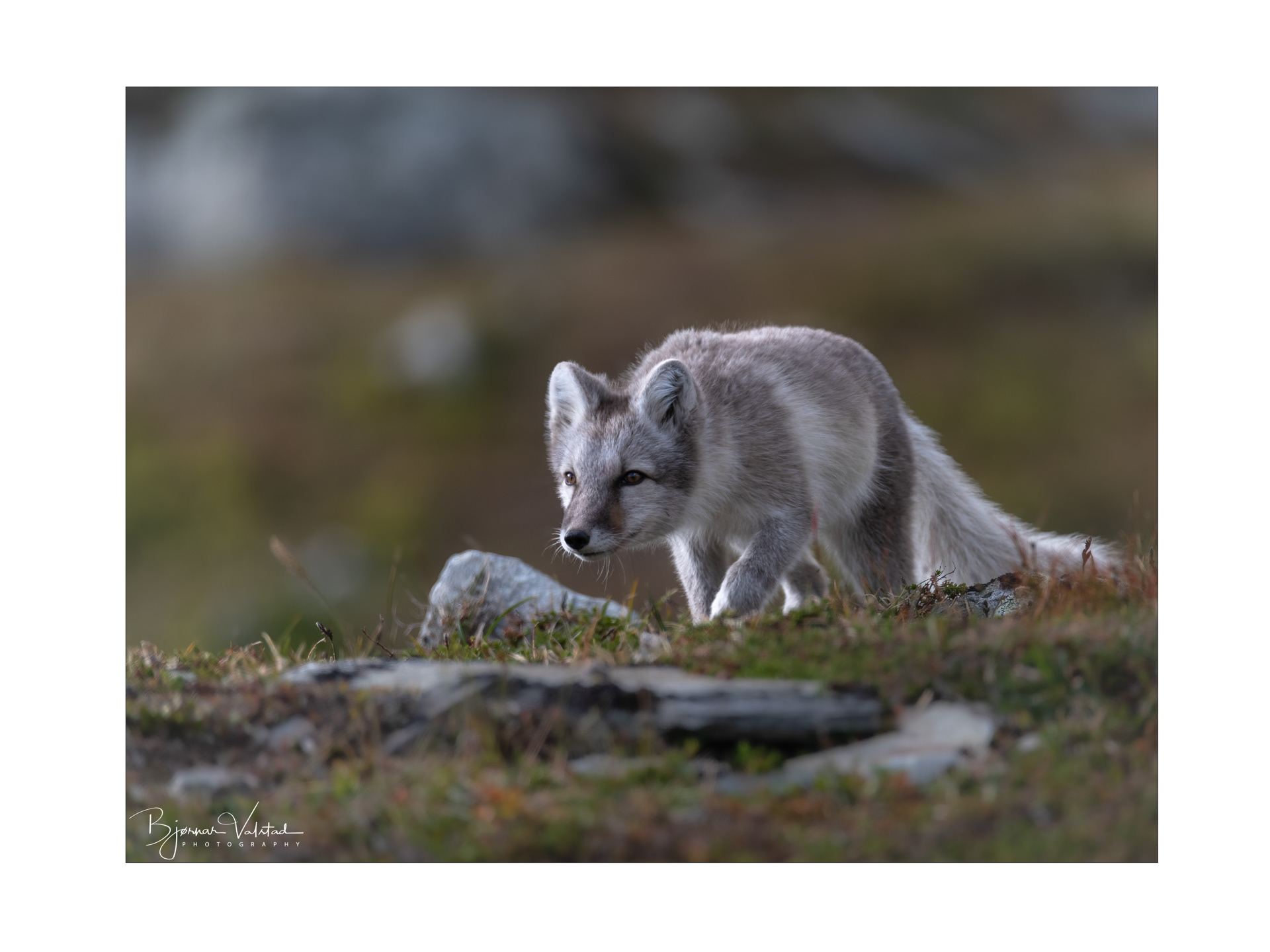 Arctic fox (Vulpes lagopus)