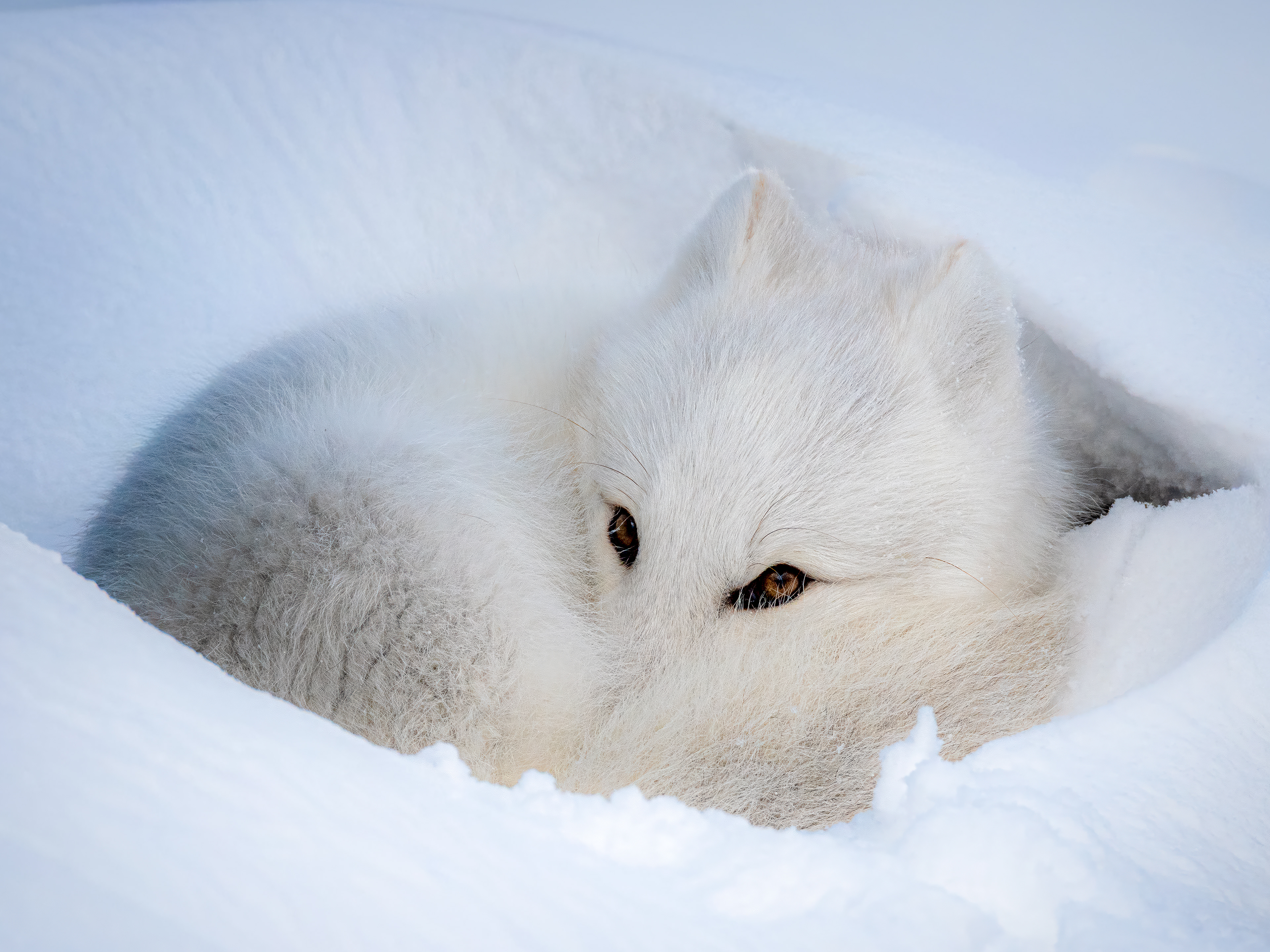 Arctic fox (Vulpes lagopus)