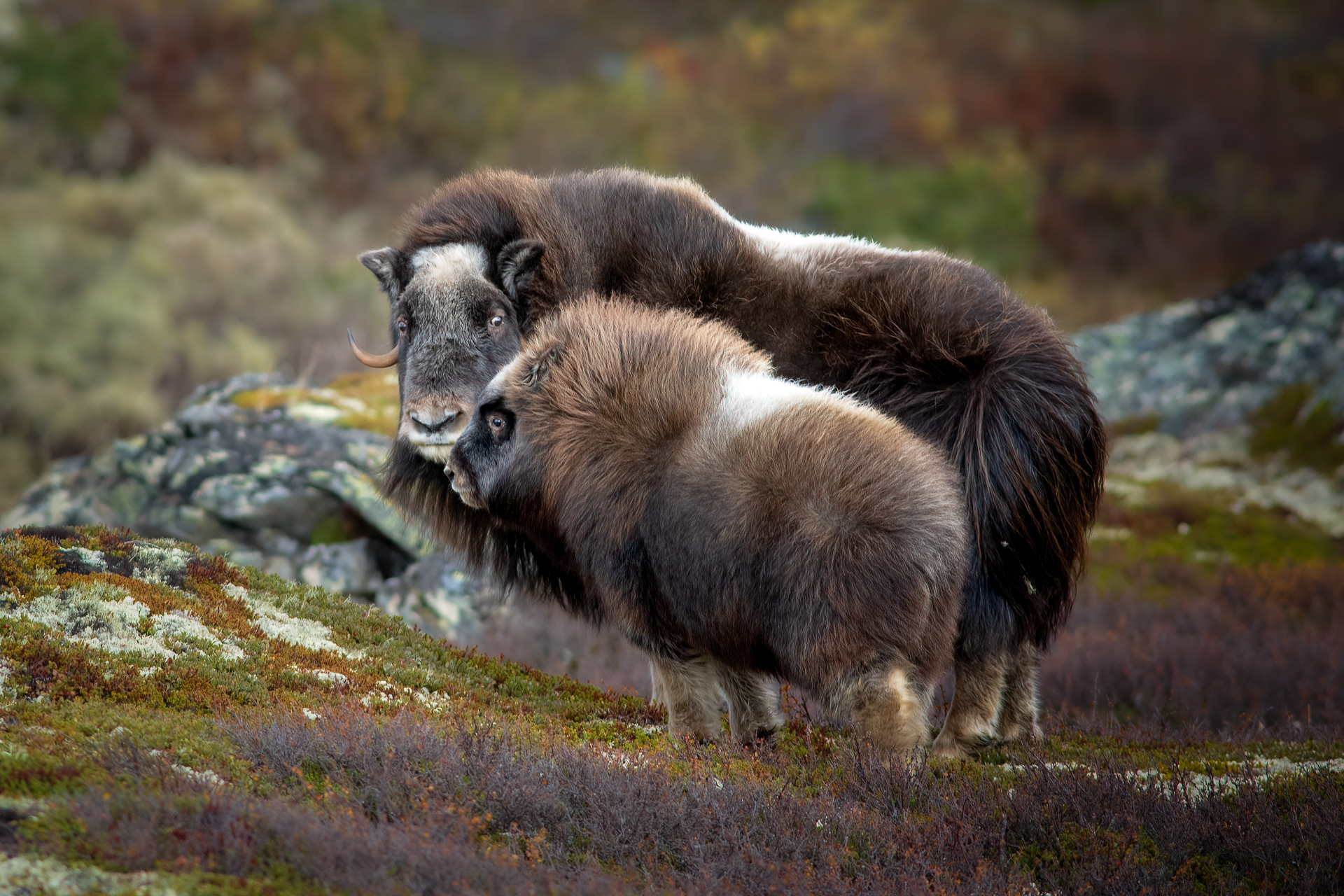 Musk with calf - Dovre, Norway