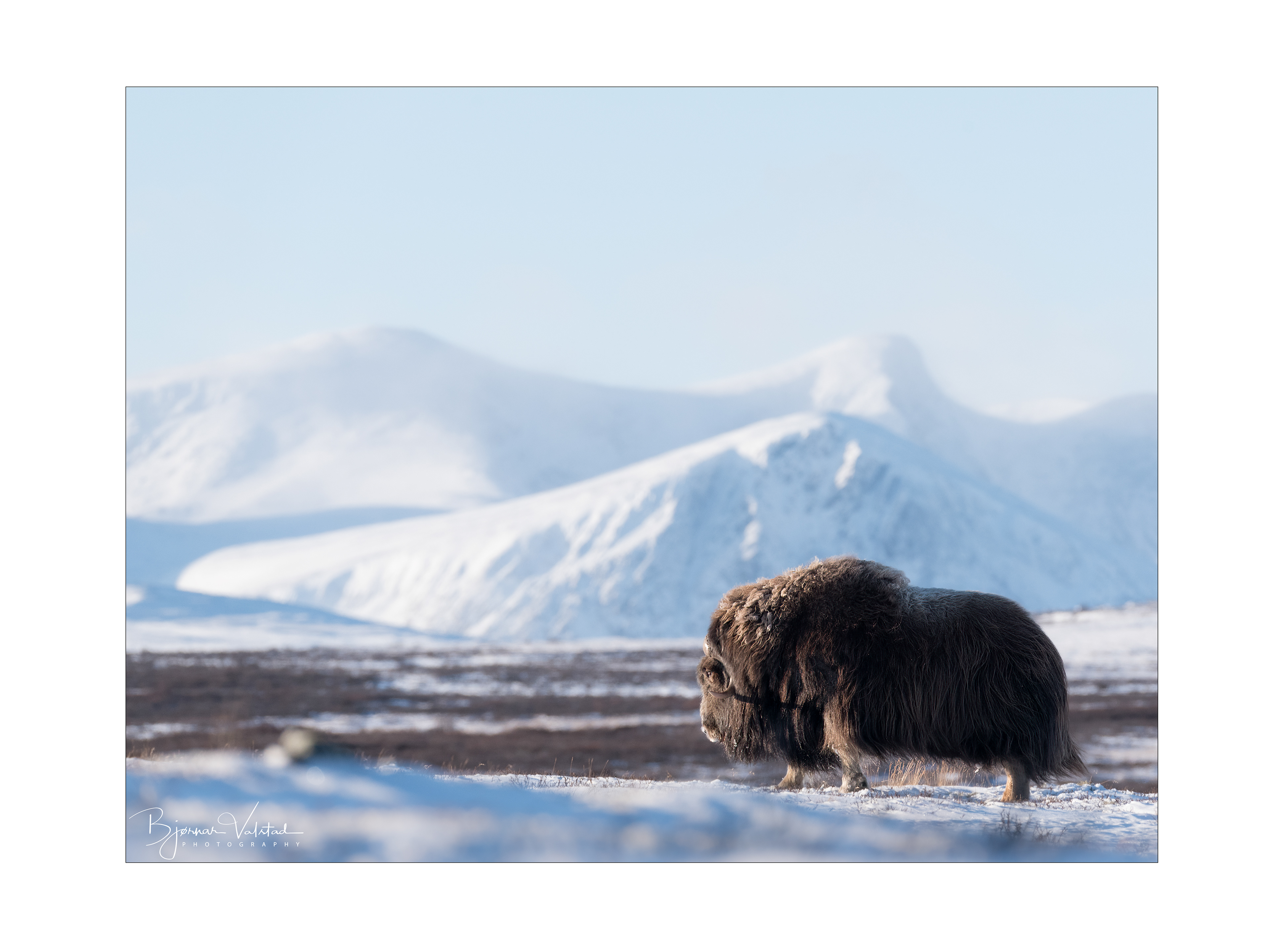 Musk ox, Dovre, Norway