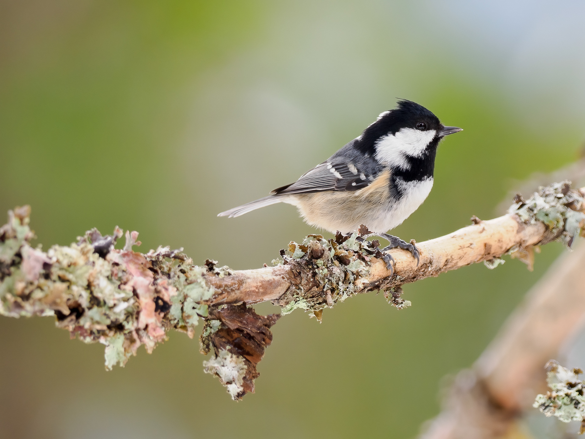 Cole tit (Periparus ater)