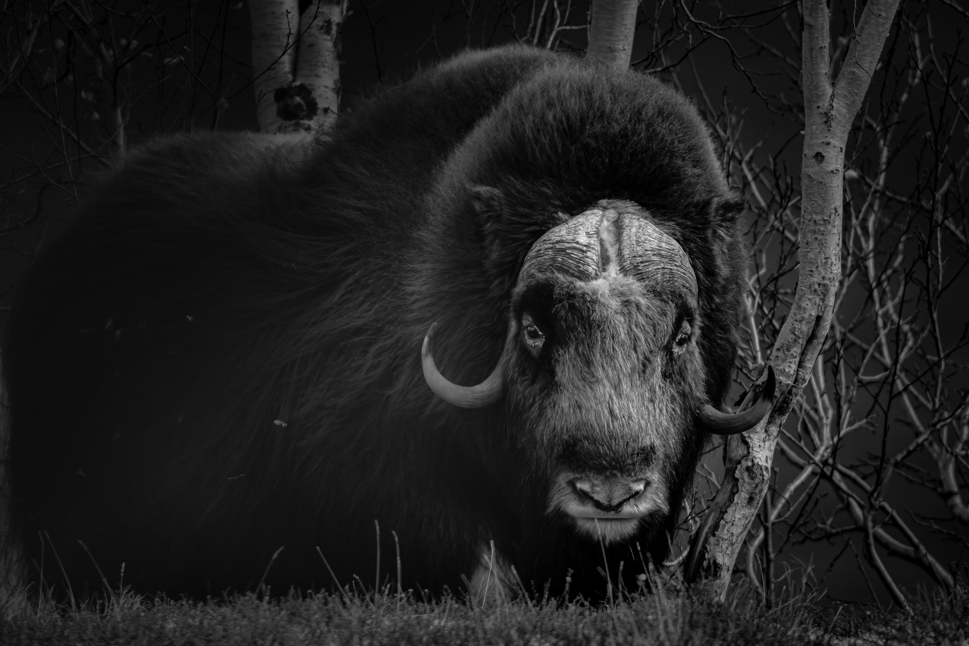 Musk ox - Dovre, Norway