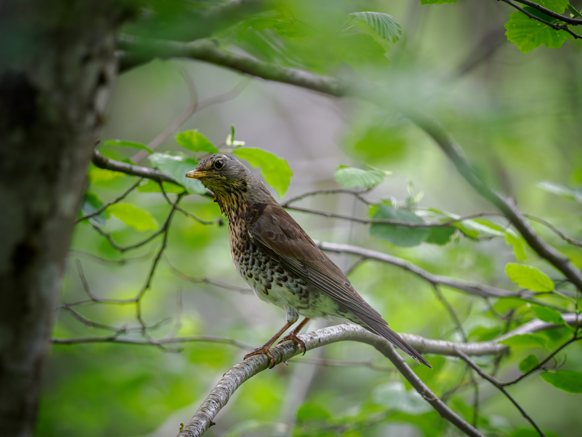 Fieldfare (Turdus pilaris)