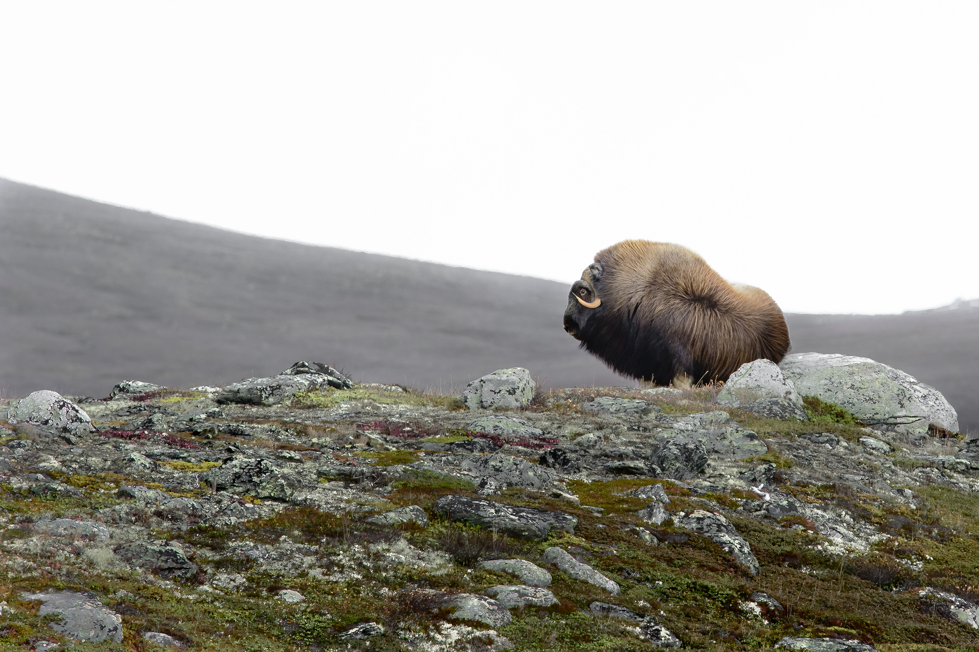 Musk ox - Dovre, Norway