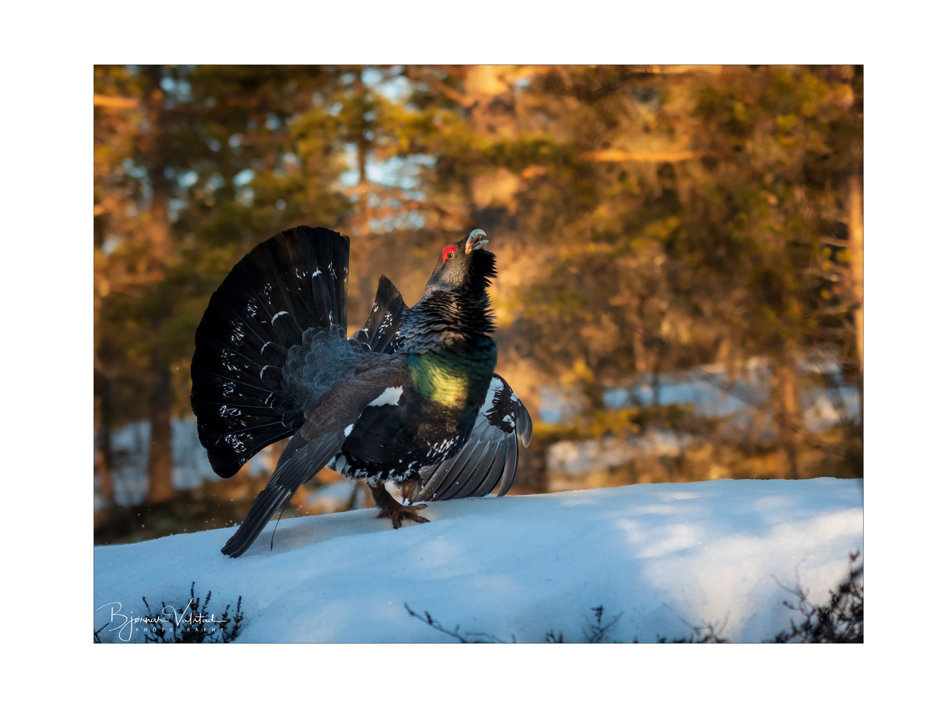 Western capercaillie (Tetrao urogallus) - Norway