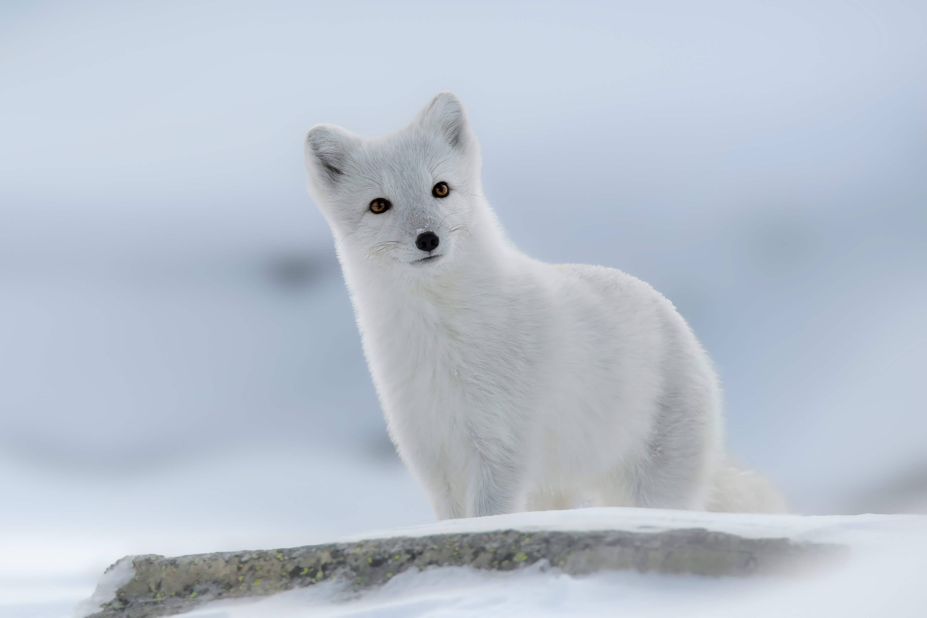 Arctic fox (Vulpes lagopus)
