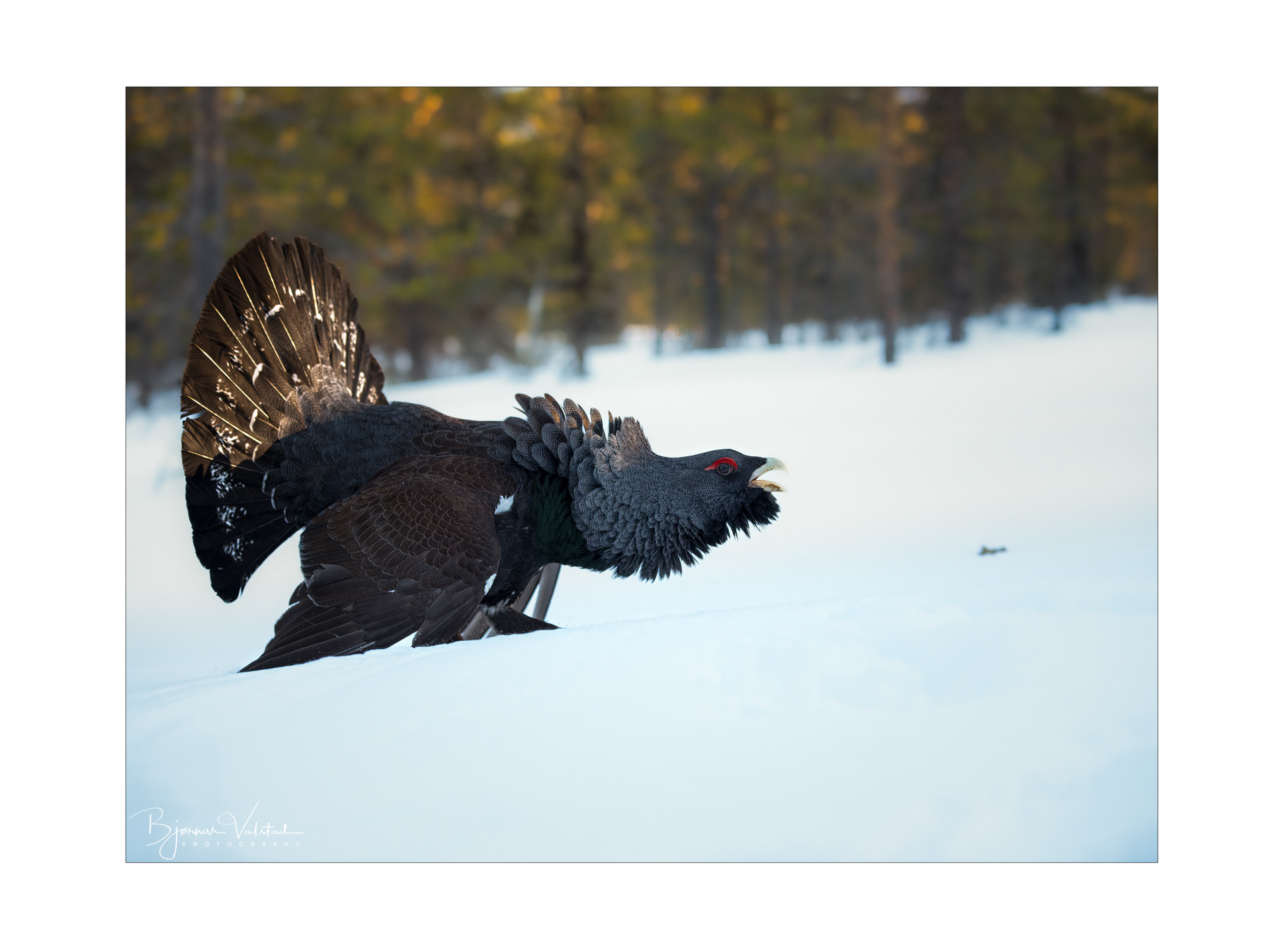 Western capercaillie (Tetrao urogallus) - Norway