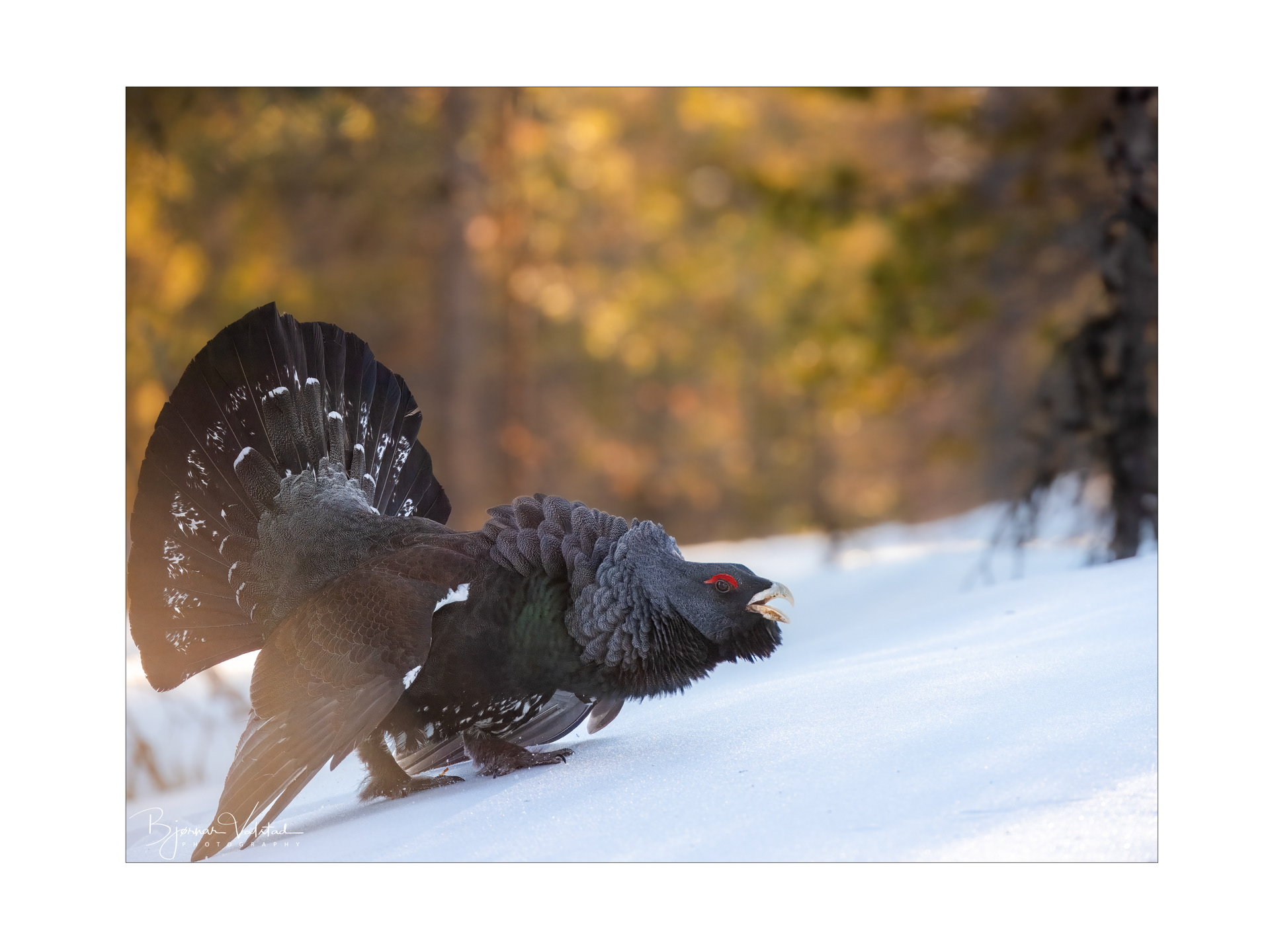 Western capercaillie (Tetrao urogallus) - Norway