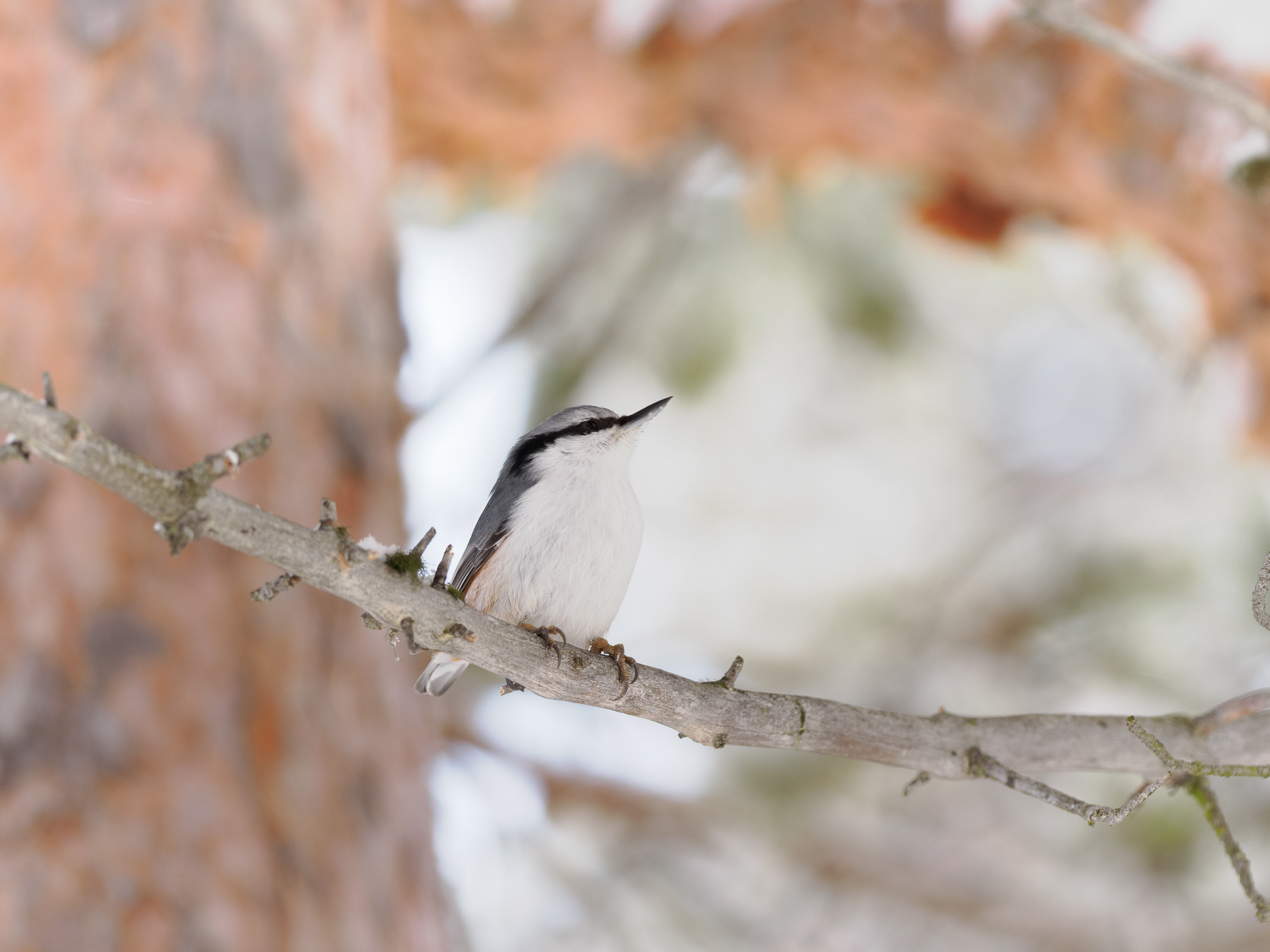 Wood nuthatch (Sitta europaea)