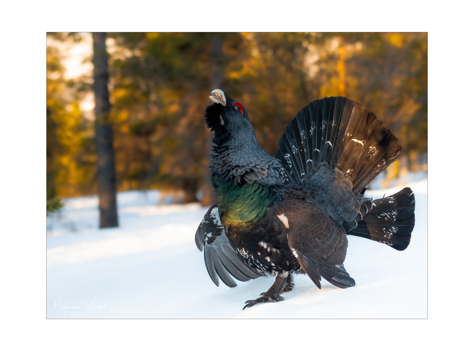 Western capercaillie (Tetrao urogallus) - Norway