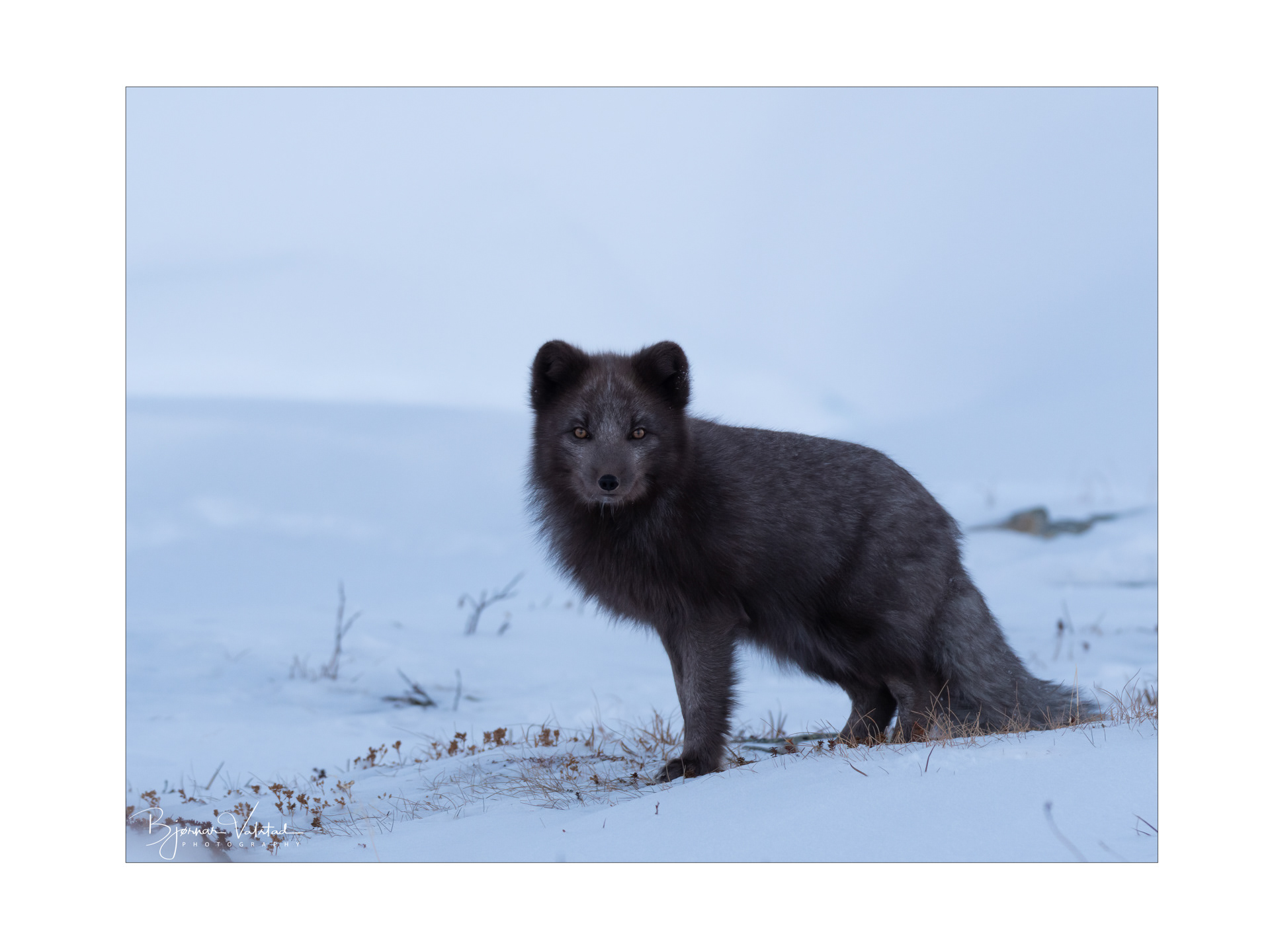 Arctic fox (Vulpes lagopus)