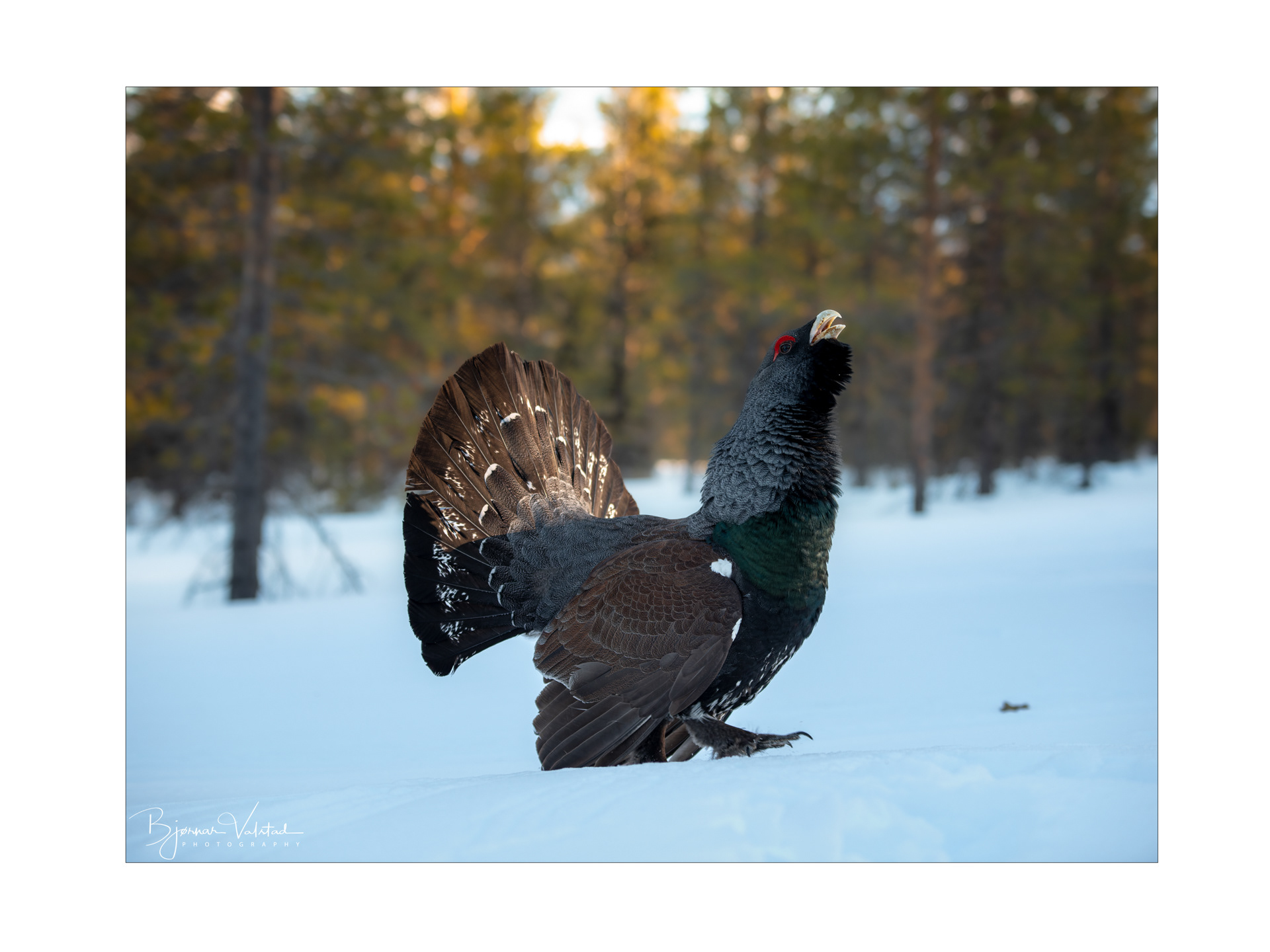 Western capercaillie (Tetrao urogallus) - Norway