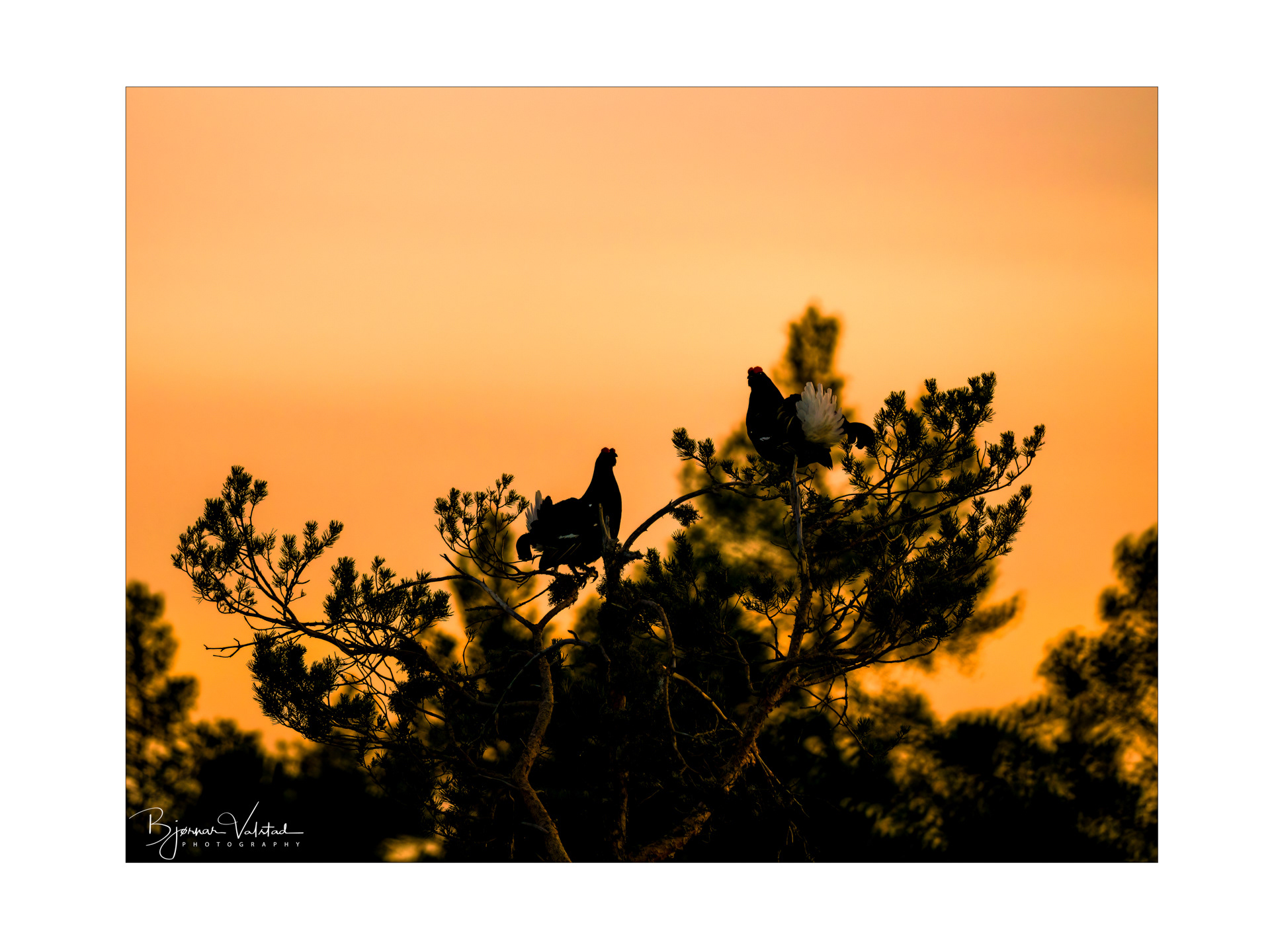 Black grouse, male (Lyrurus tetrix) - Østlandet, Norway