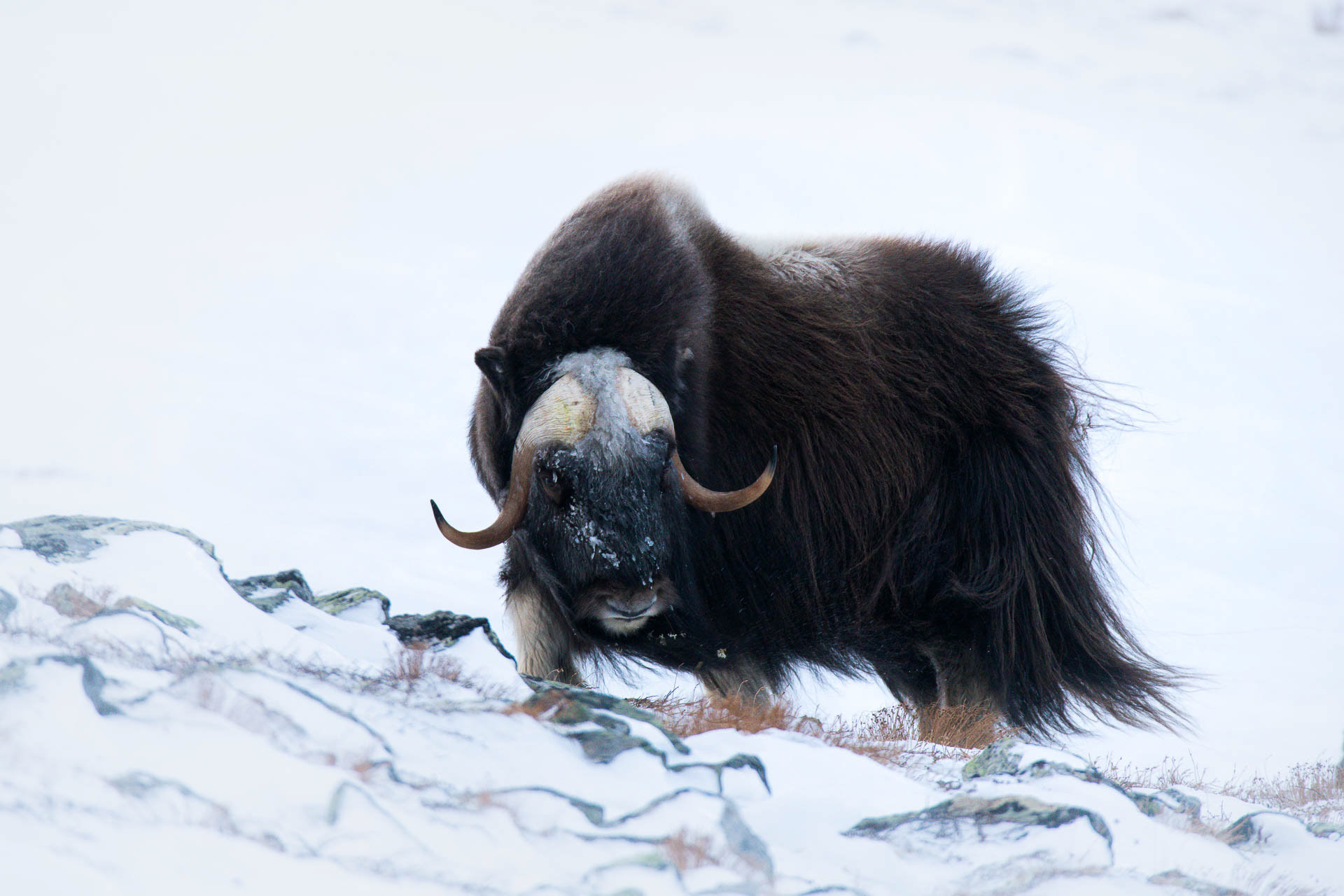 Musk ox - Dovre, Norway