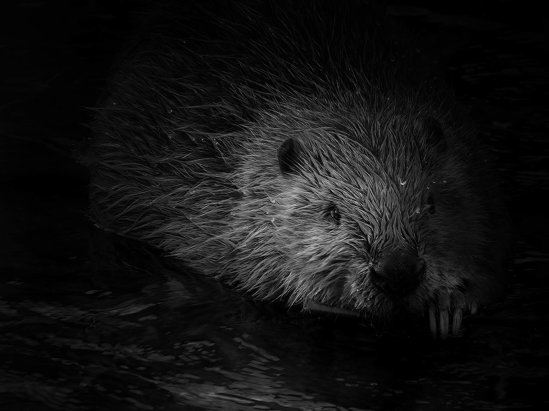 Eurasian beaver (Castor fiber) 