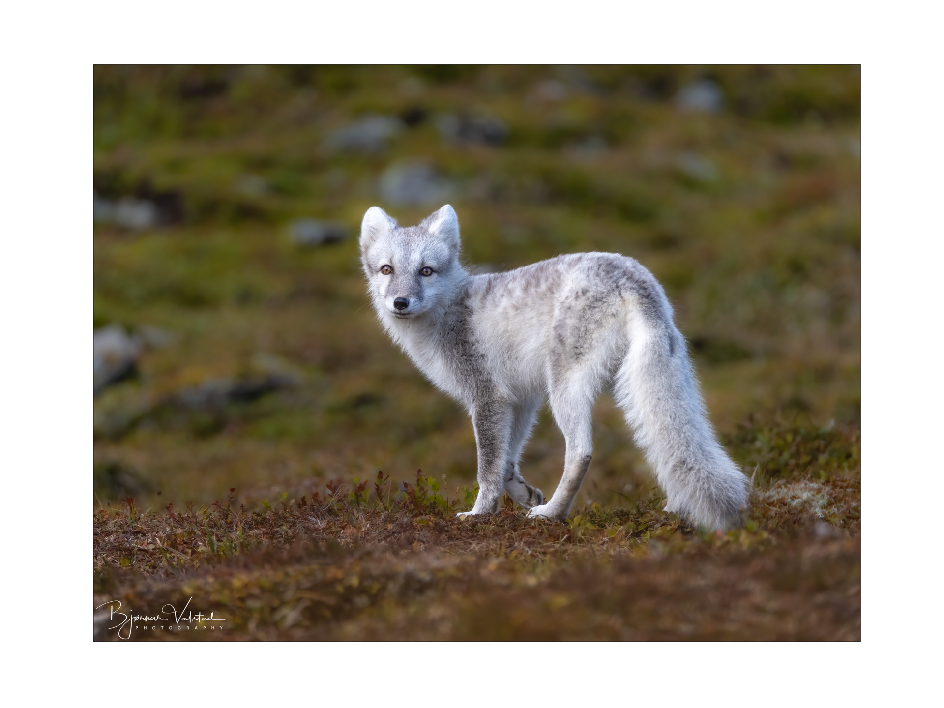 Arctic fox (Vulpes lagopus)
