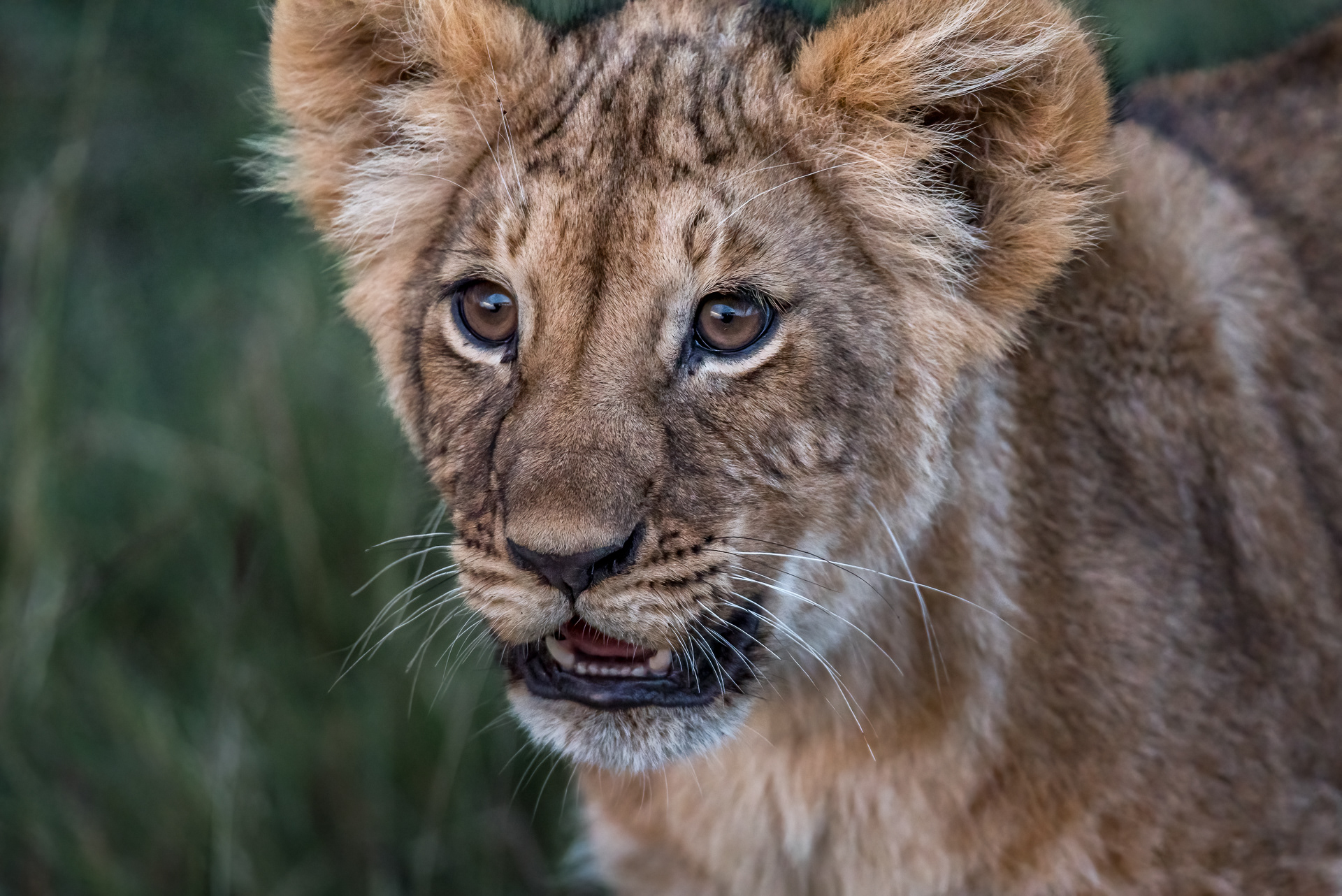 Lion (Panthera leo), Masai Mara, Kenya