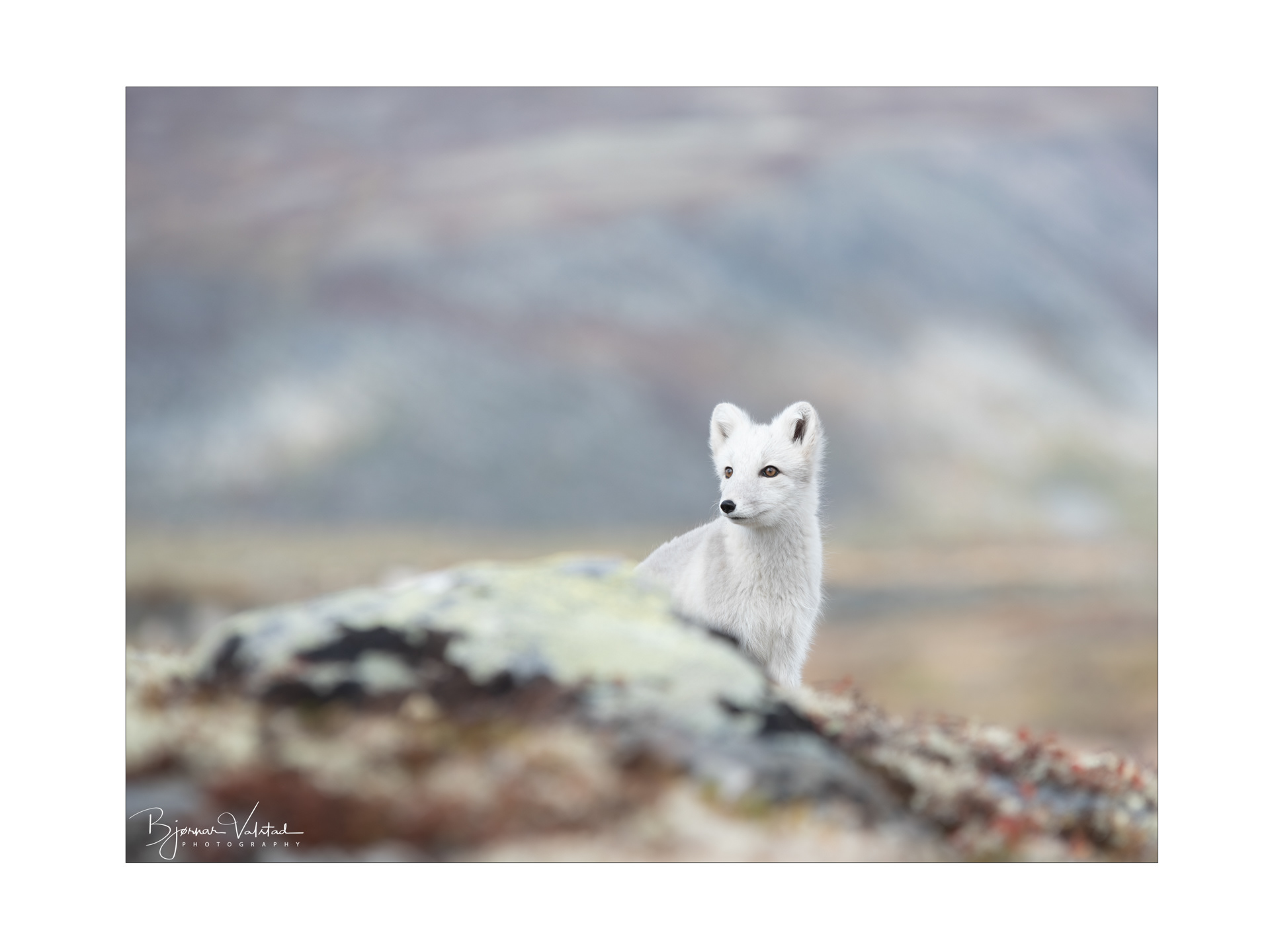 Arctic fox (Vulpes lagopus)