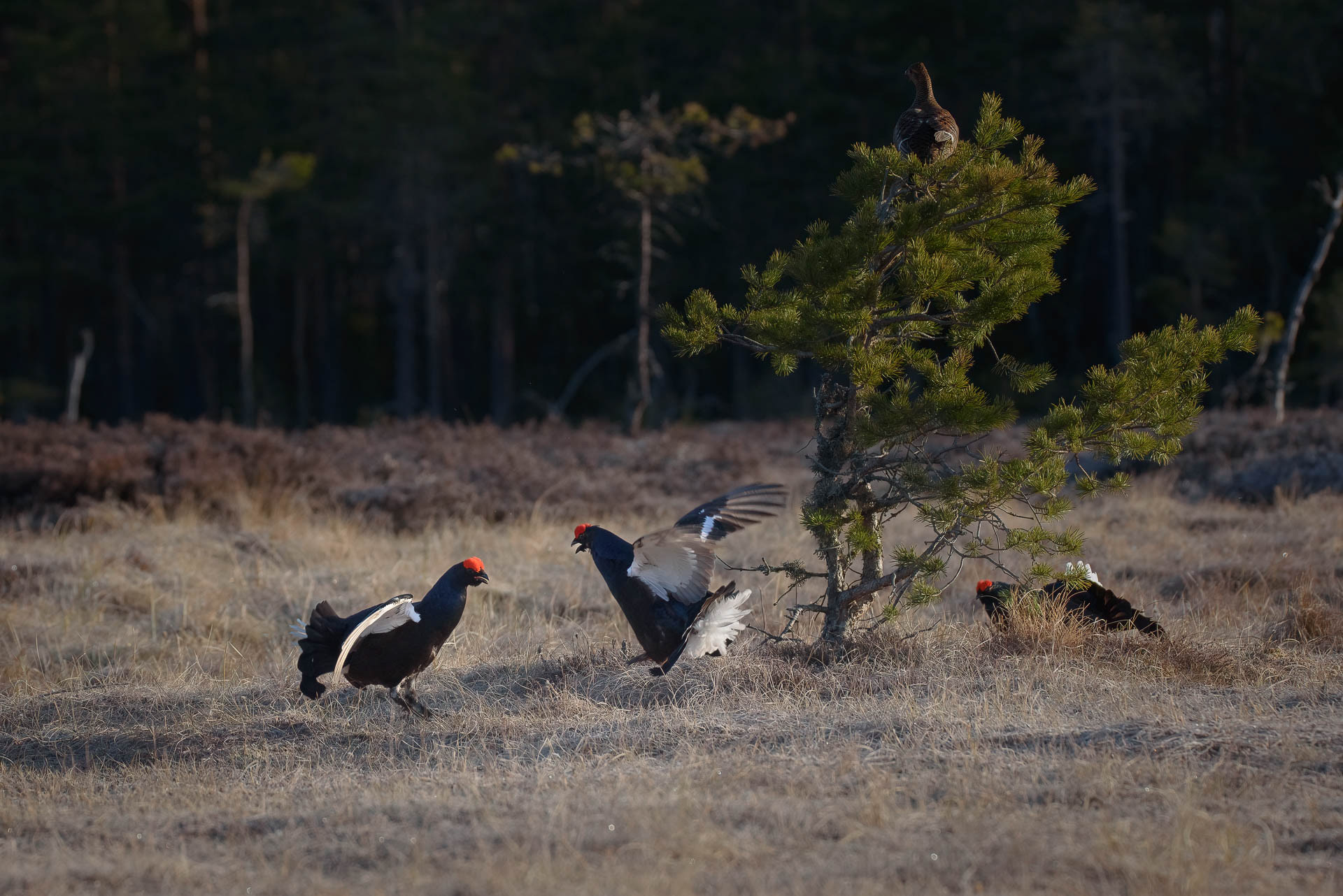 Black grouse, male (and female..)(Lyrurus tetrix) - Østlandet, Norway