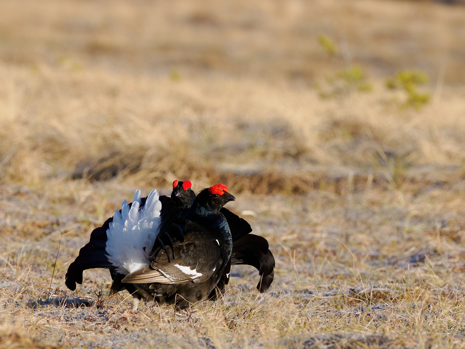 Black grouse, male (Lyrurus tetrix) - Østlandet, Norway