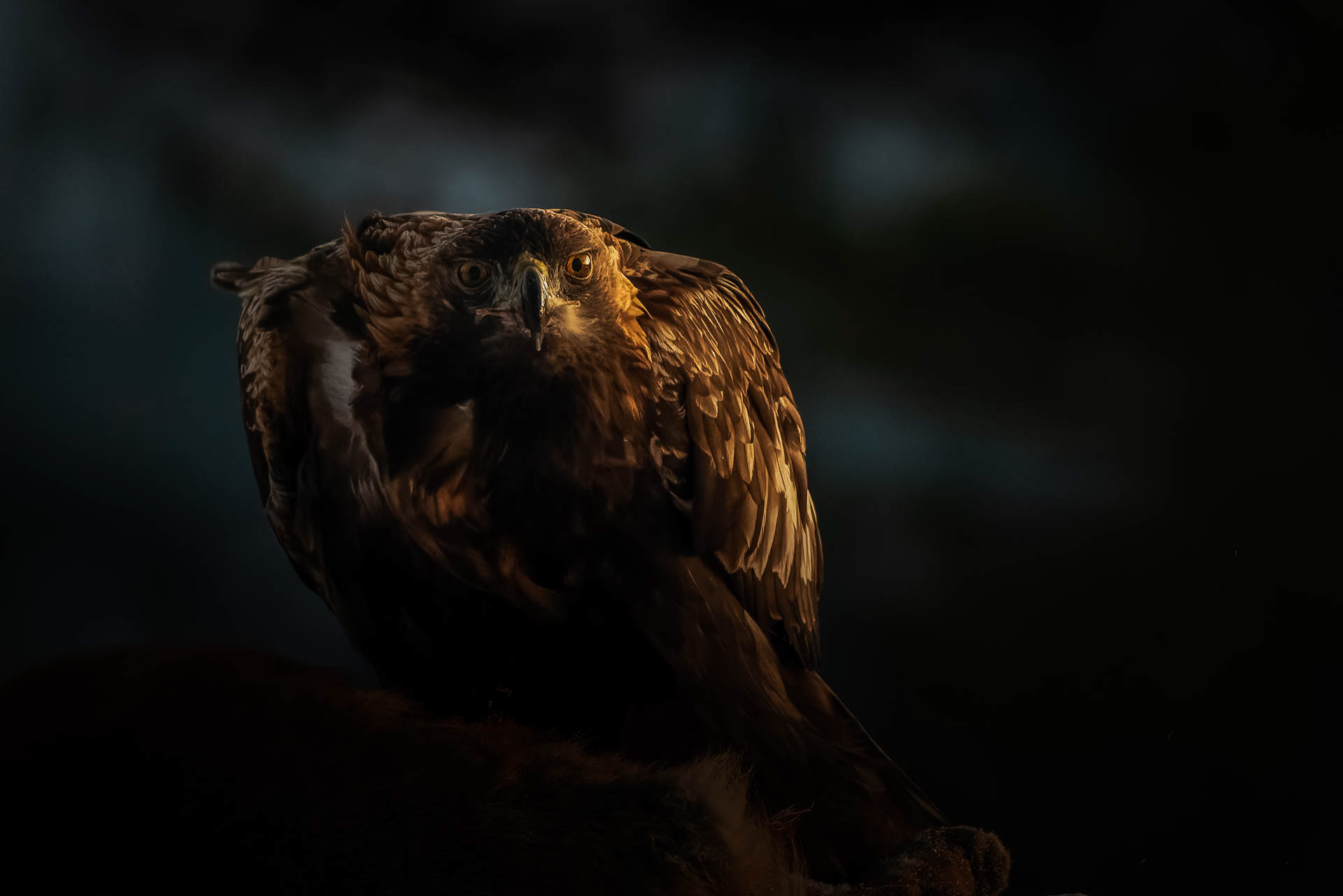 Golden eagle (Aquila chrysaetos) - Norway