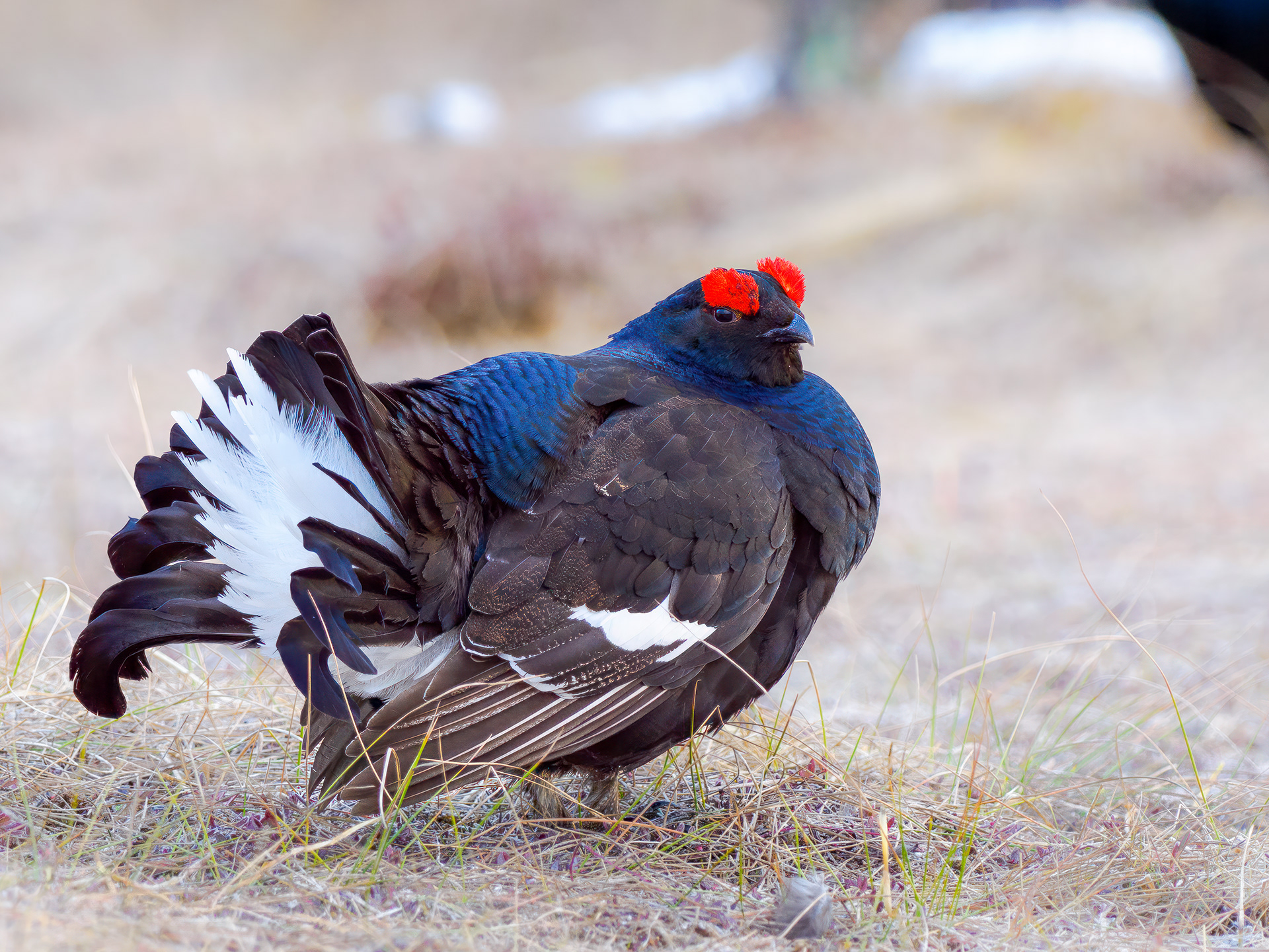 Black grouse, male (Lyrurus tetrix) - Østlandet, Norway