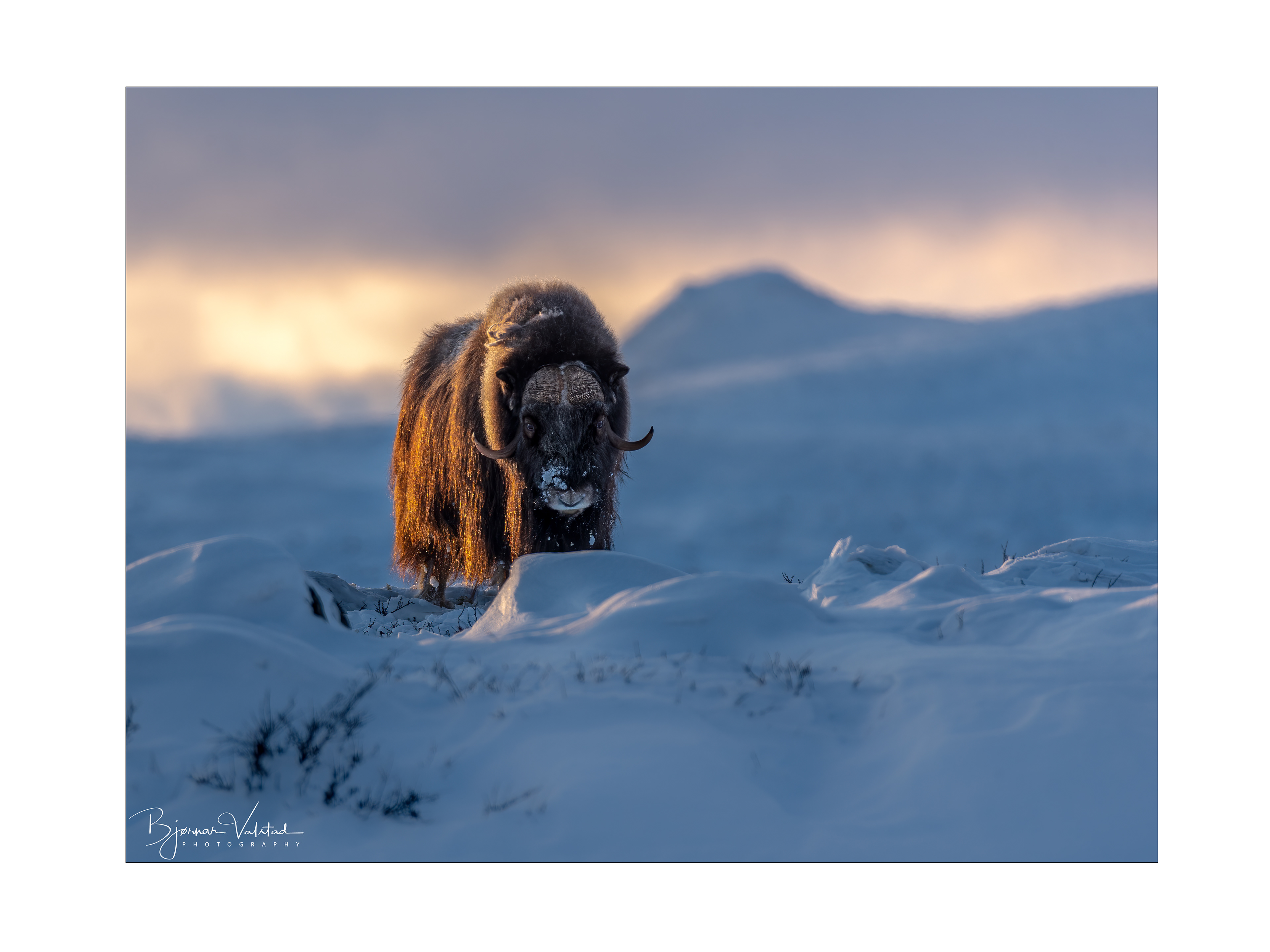 Musk ox, Dovre, Norway