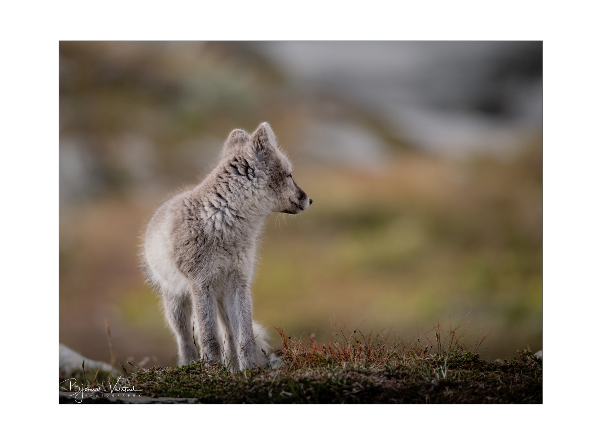 Arctic fox (Vulpes lagopus)