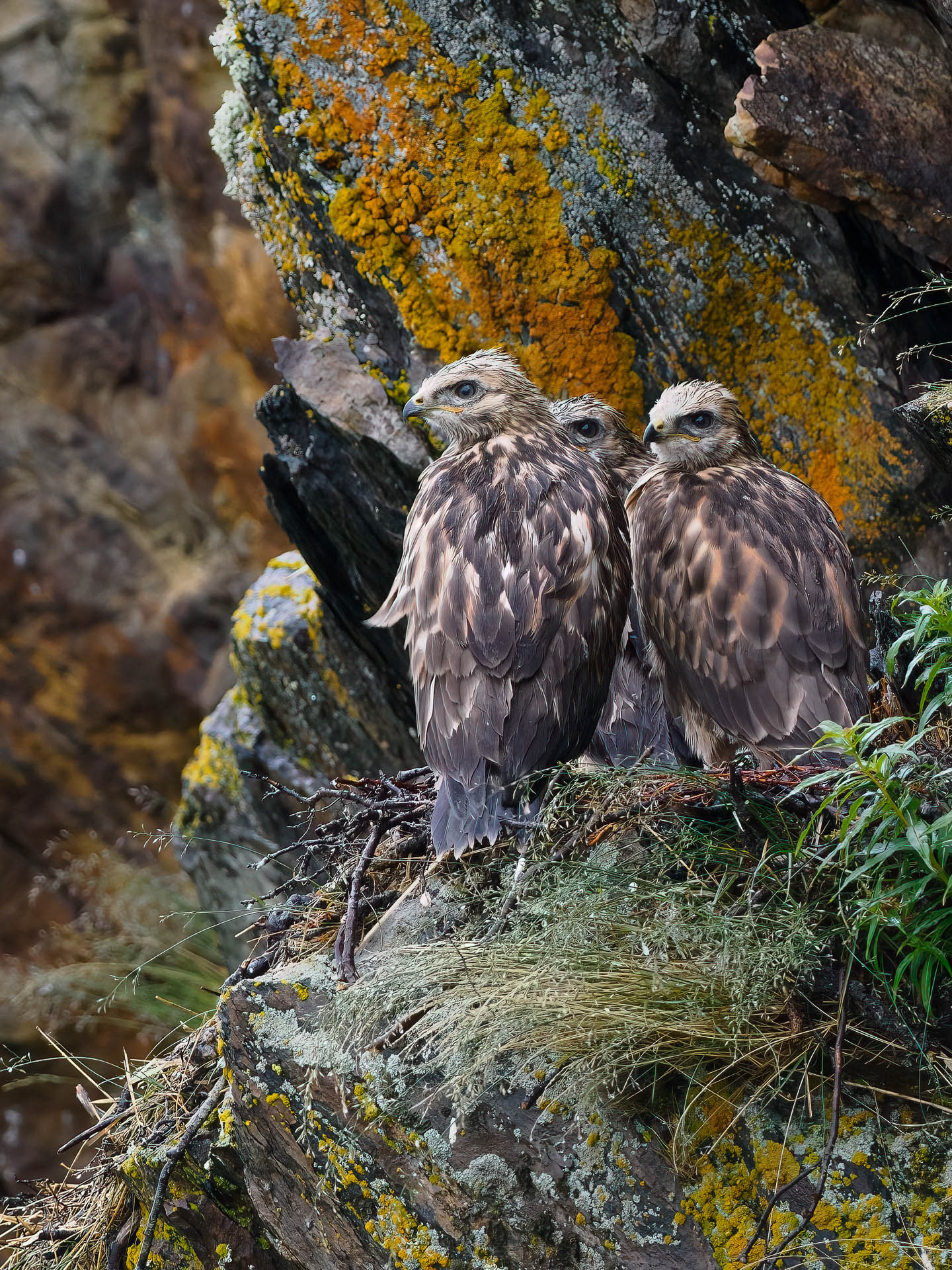 Rough-legged buzzard