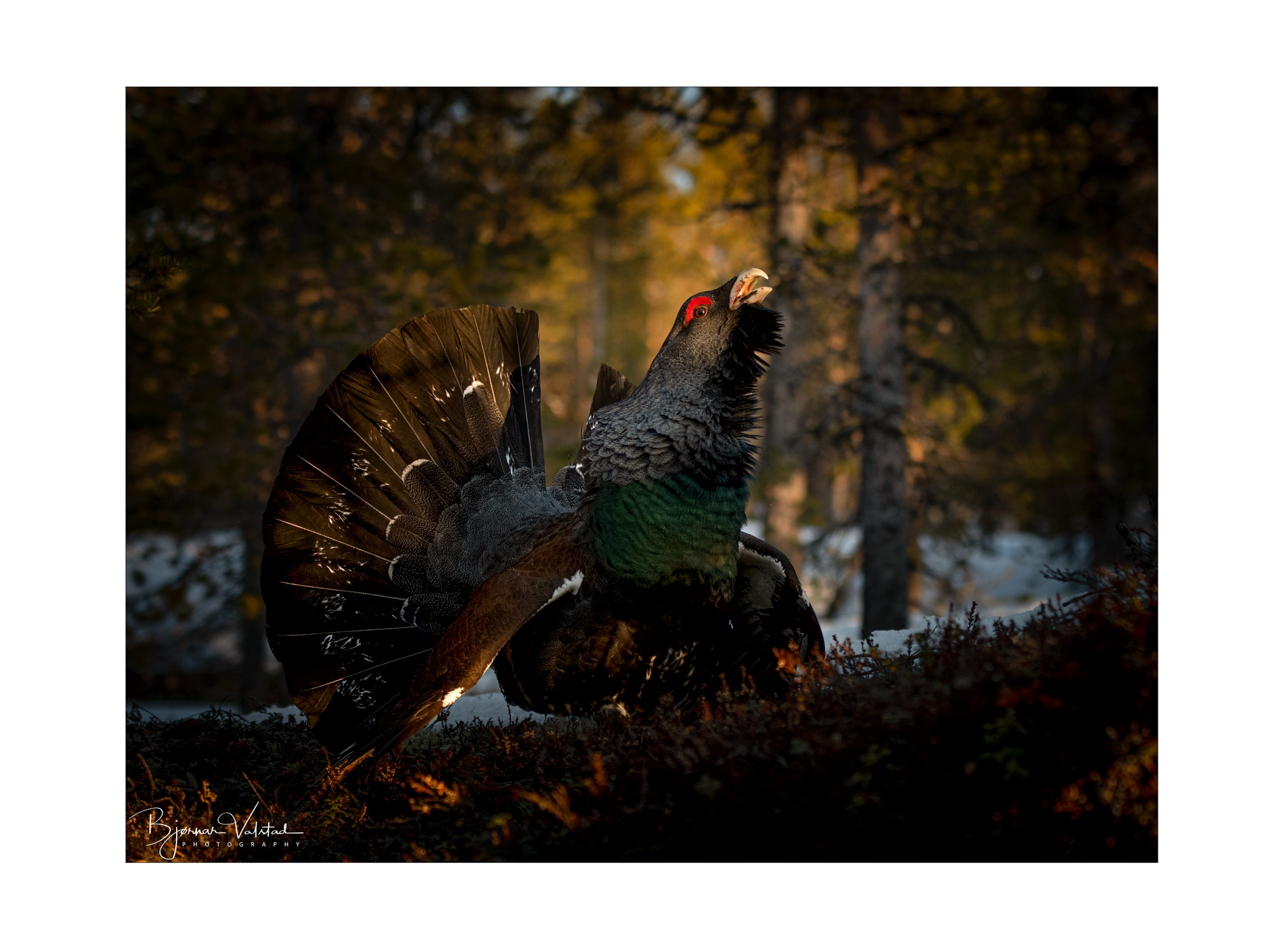 Western capercaillie (Tetrao urogallus) - Norway