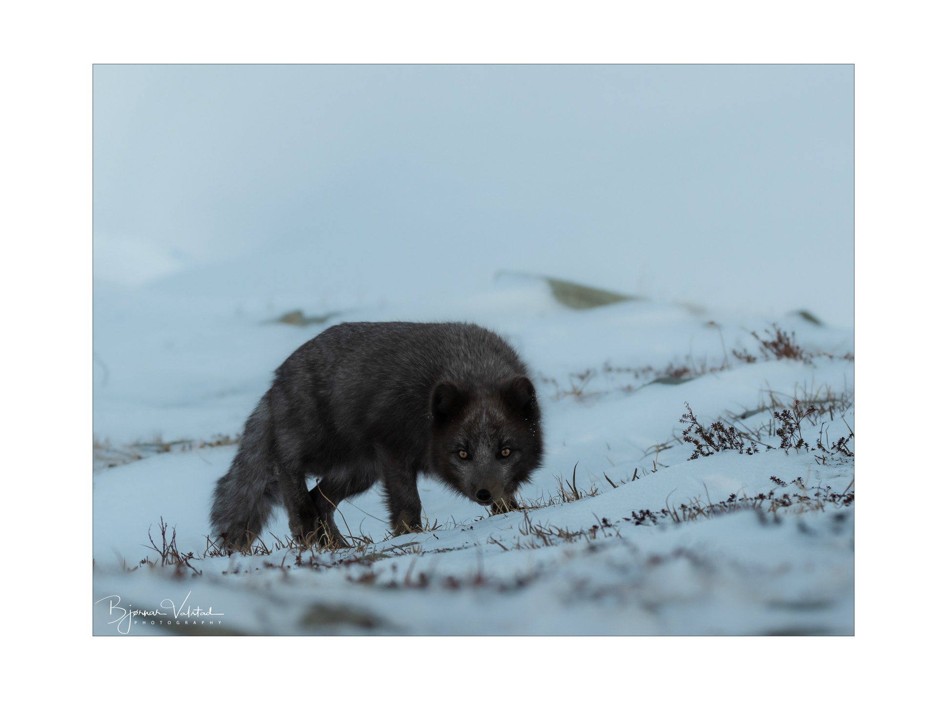 Arctic fox (Vulpes lagopus)