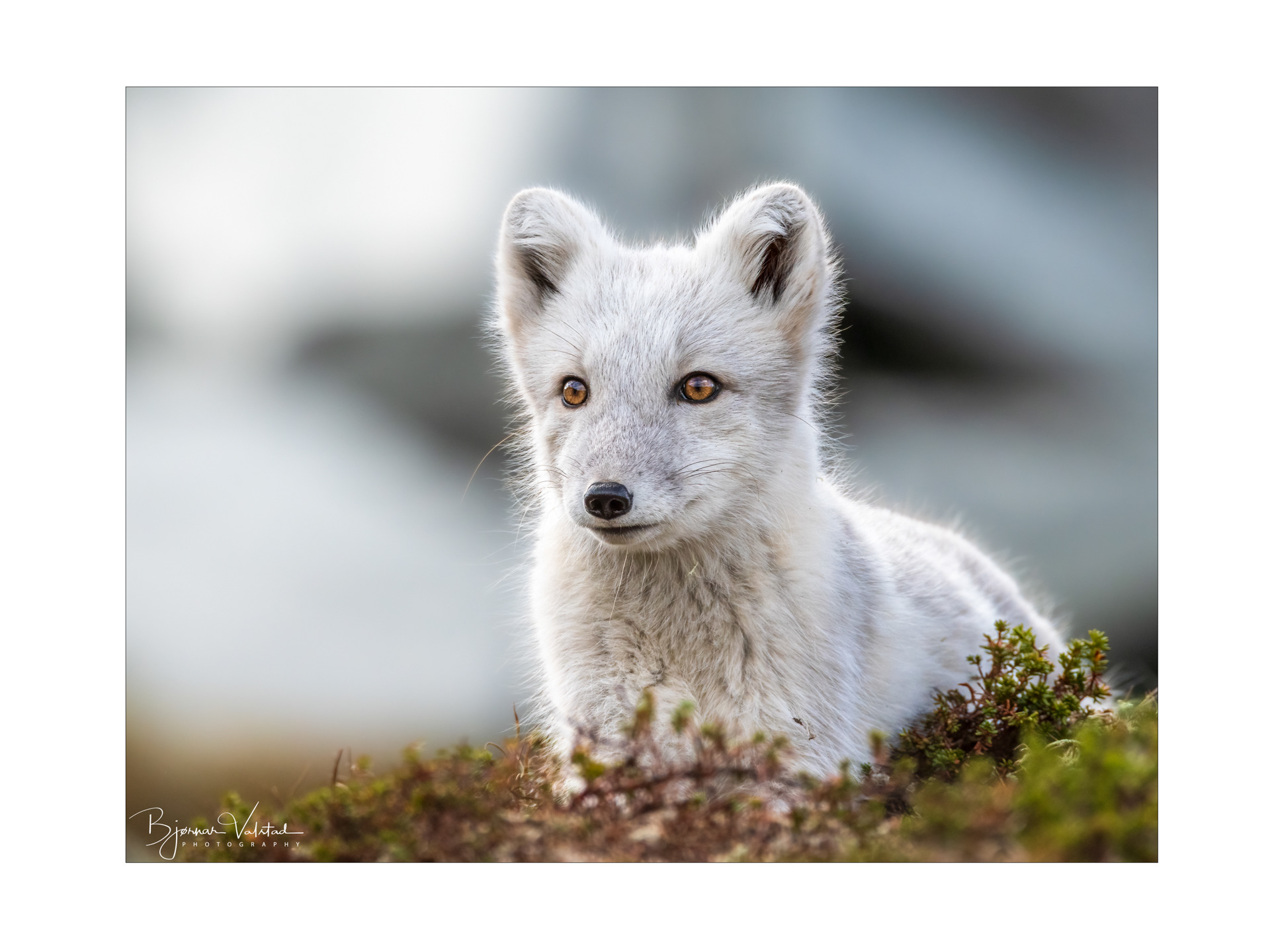 Arctic fox (Vulpes lagopus)